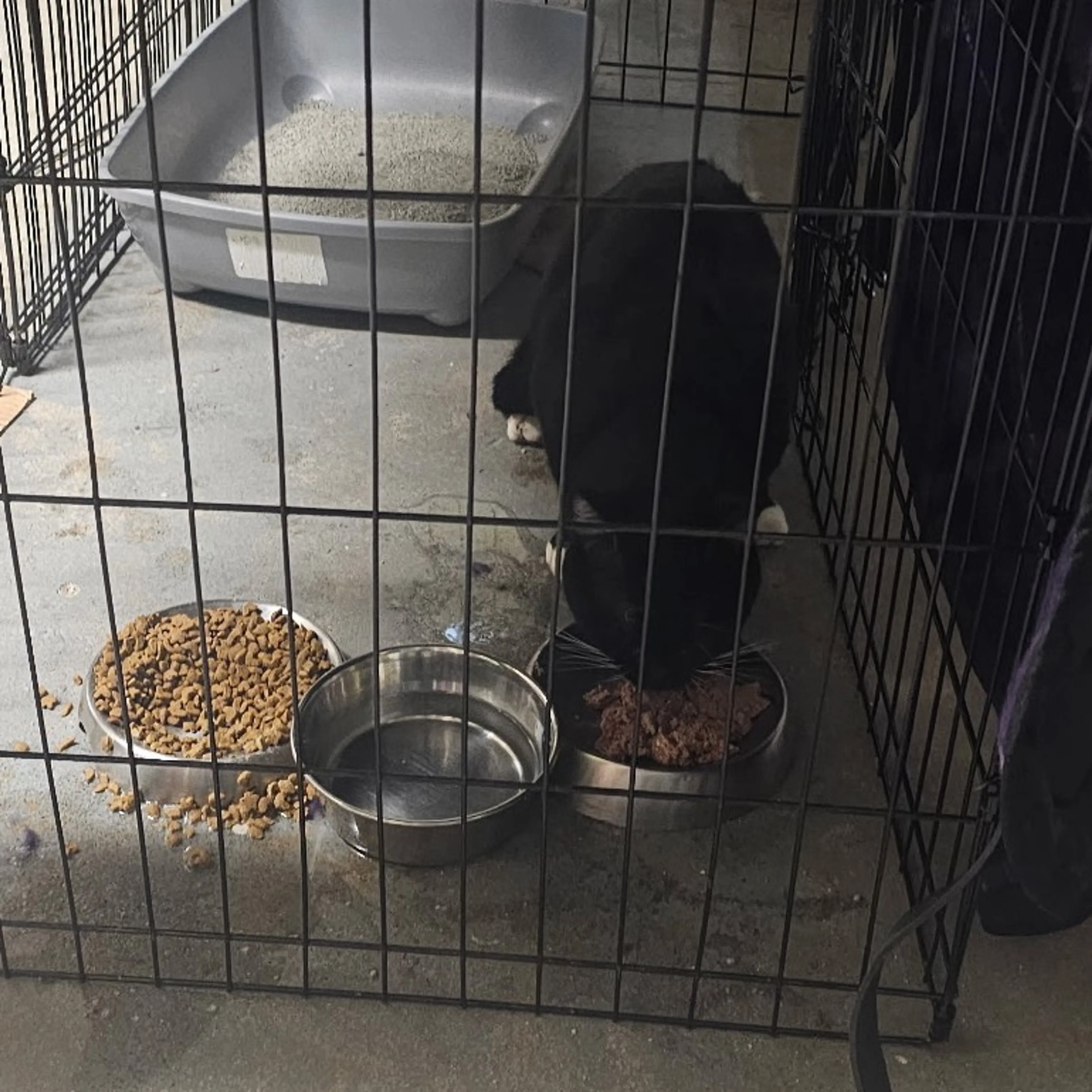 Found pet-1