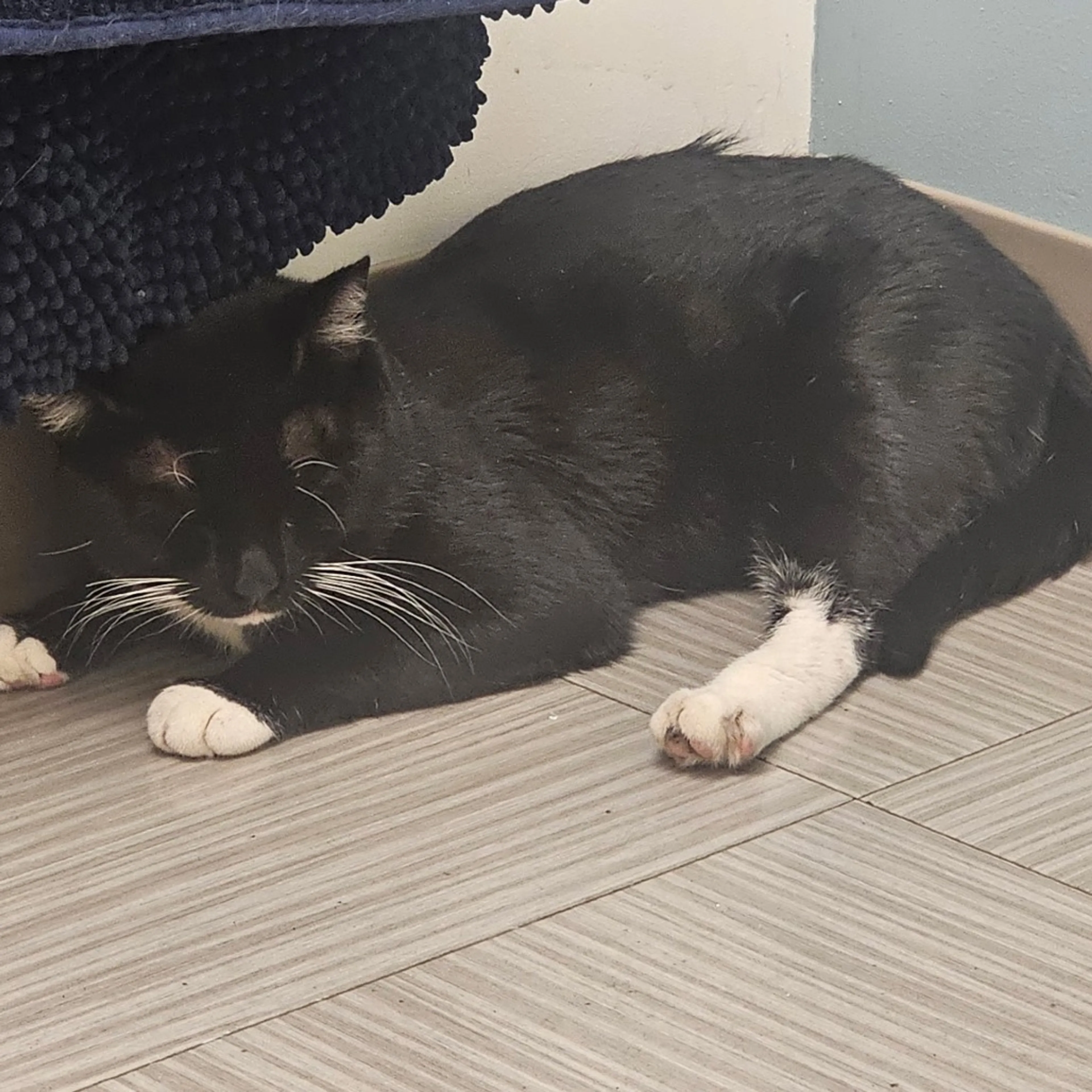 Found pet-0