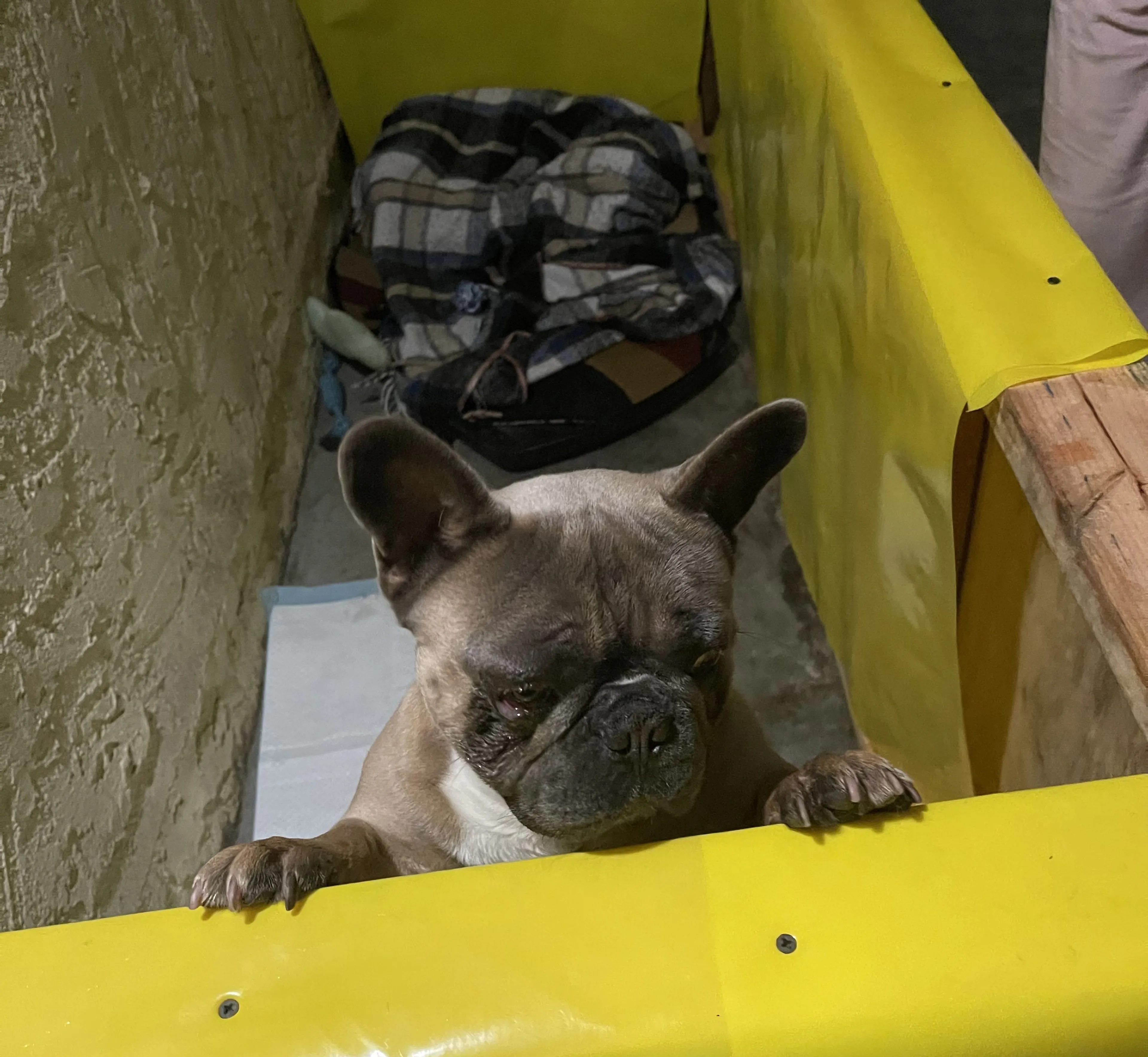 Lost pet