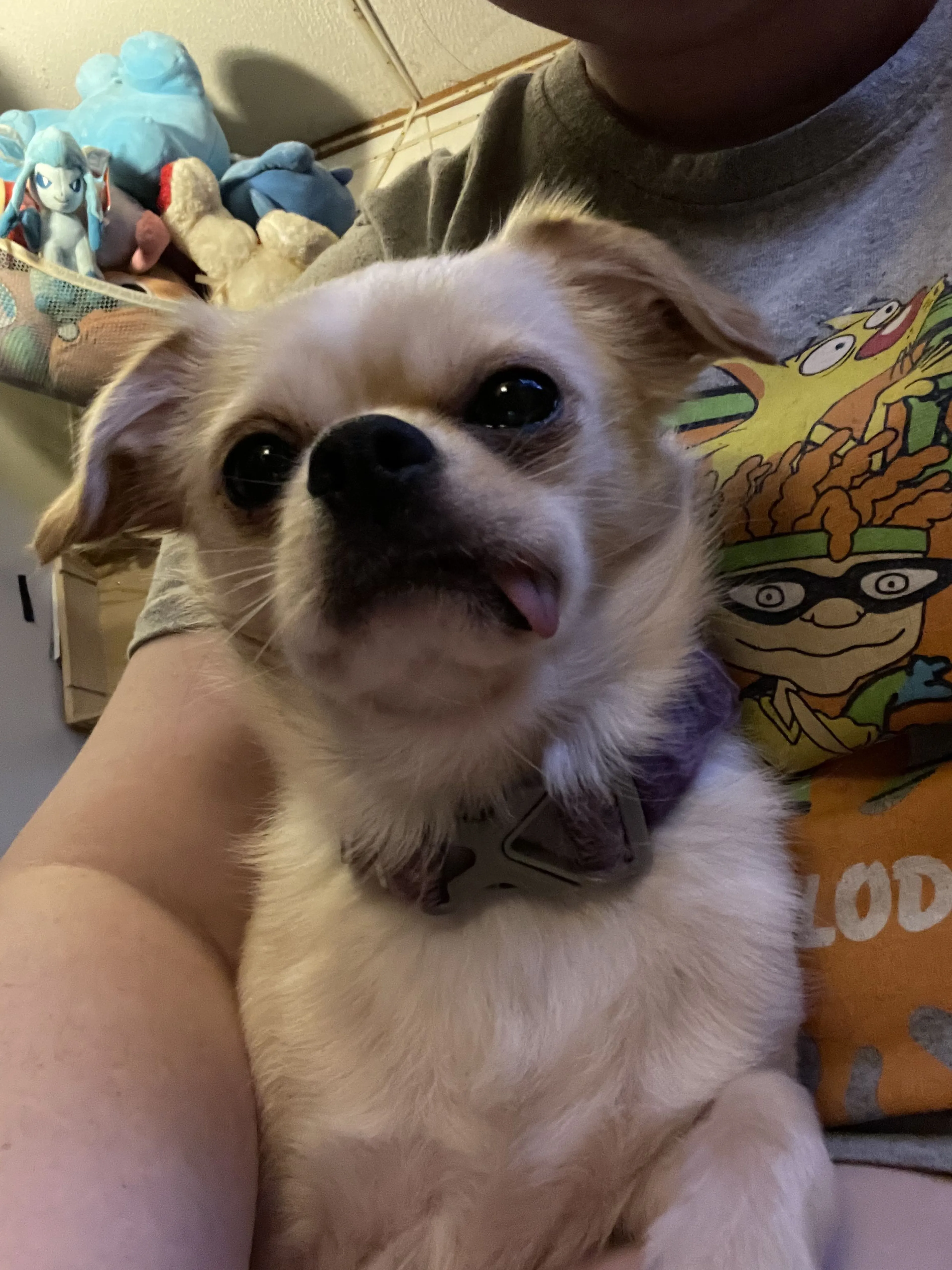 Lost pet
