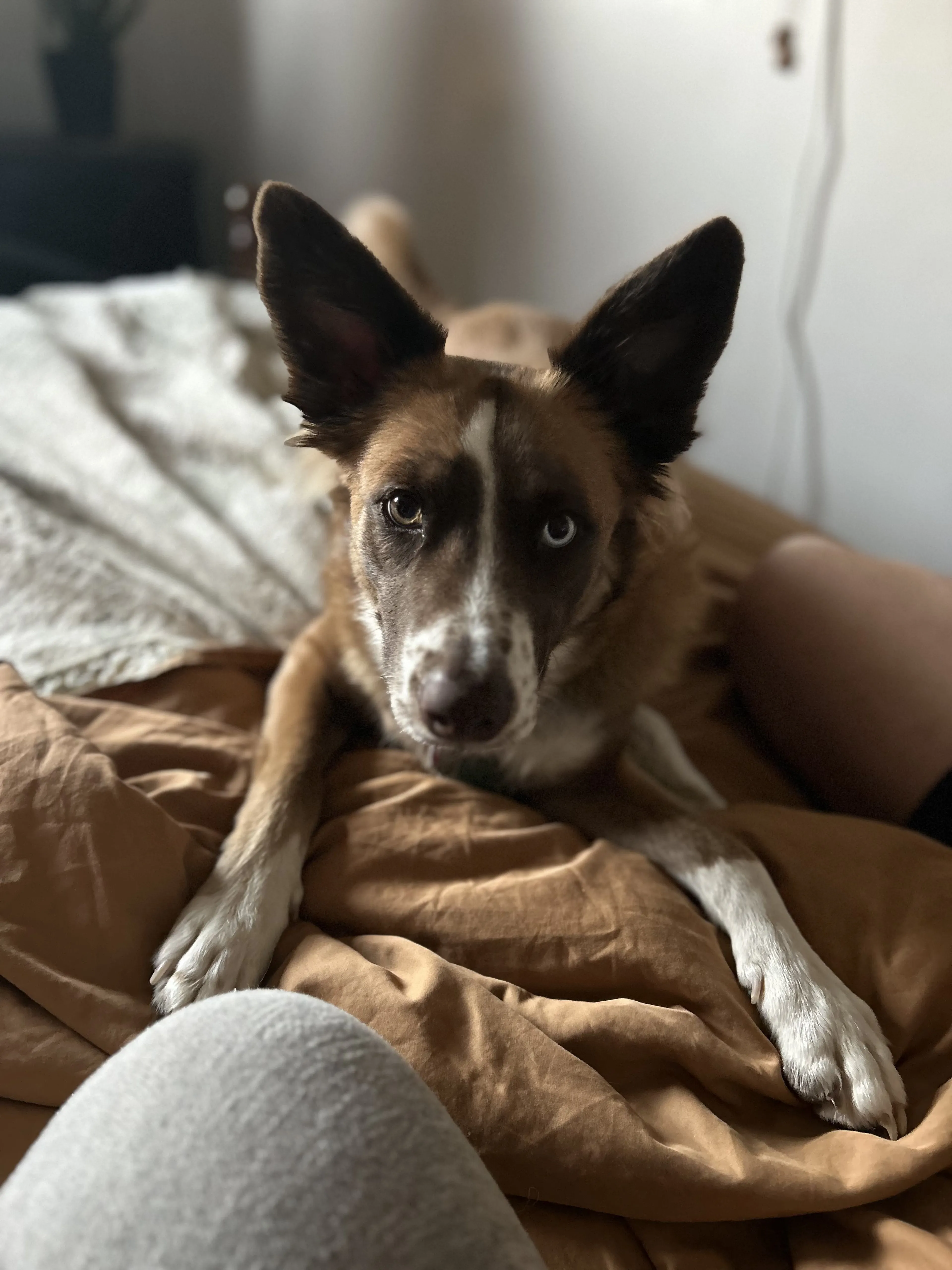Lost pet