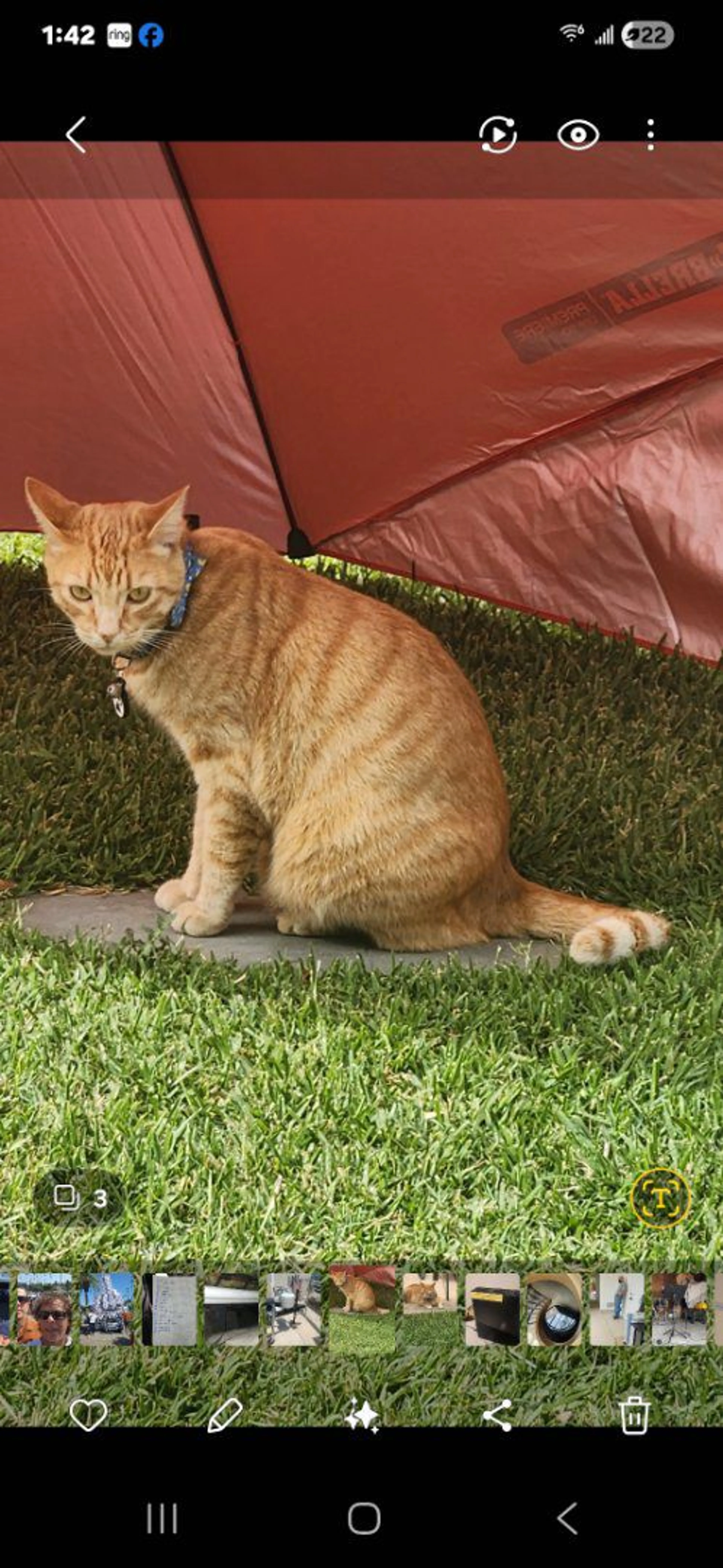 Lost pet-1