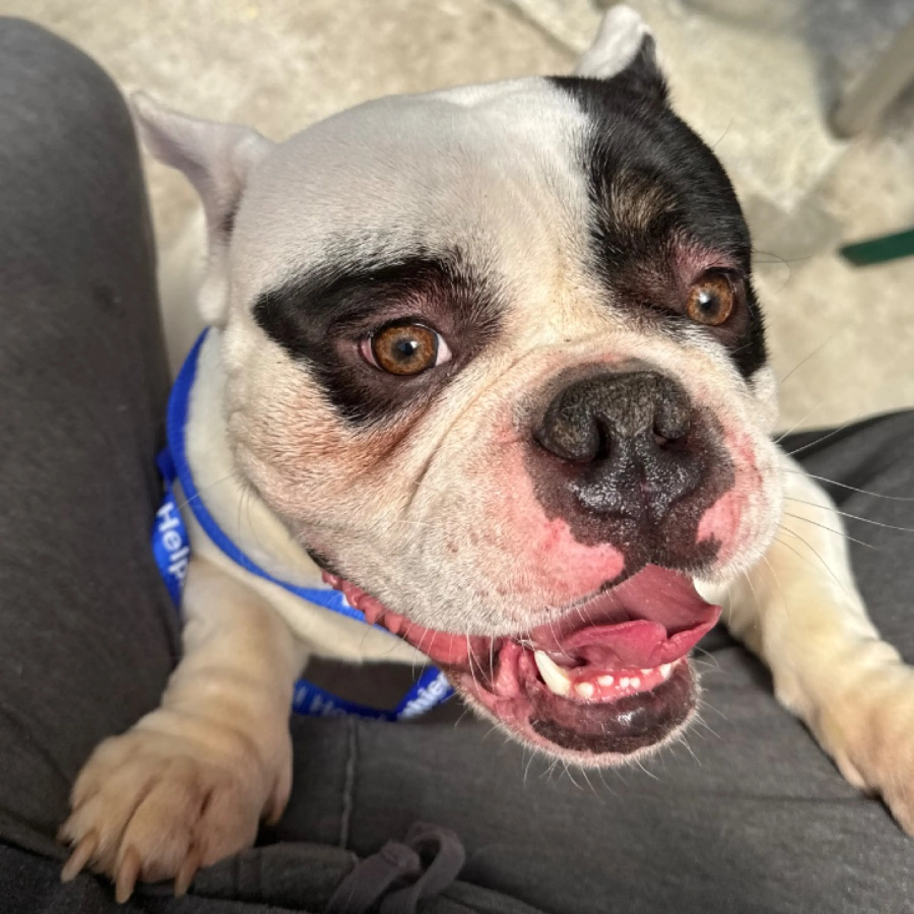 Found pet