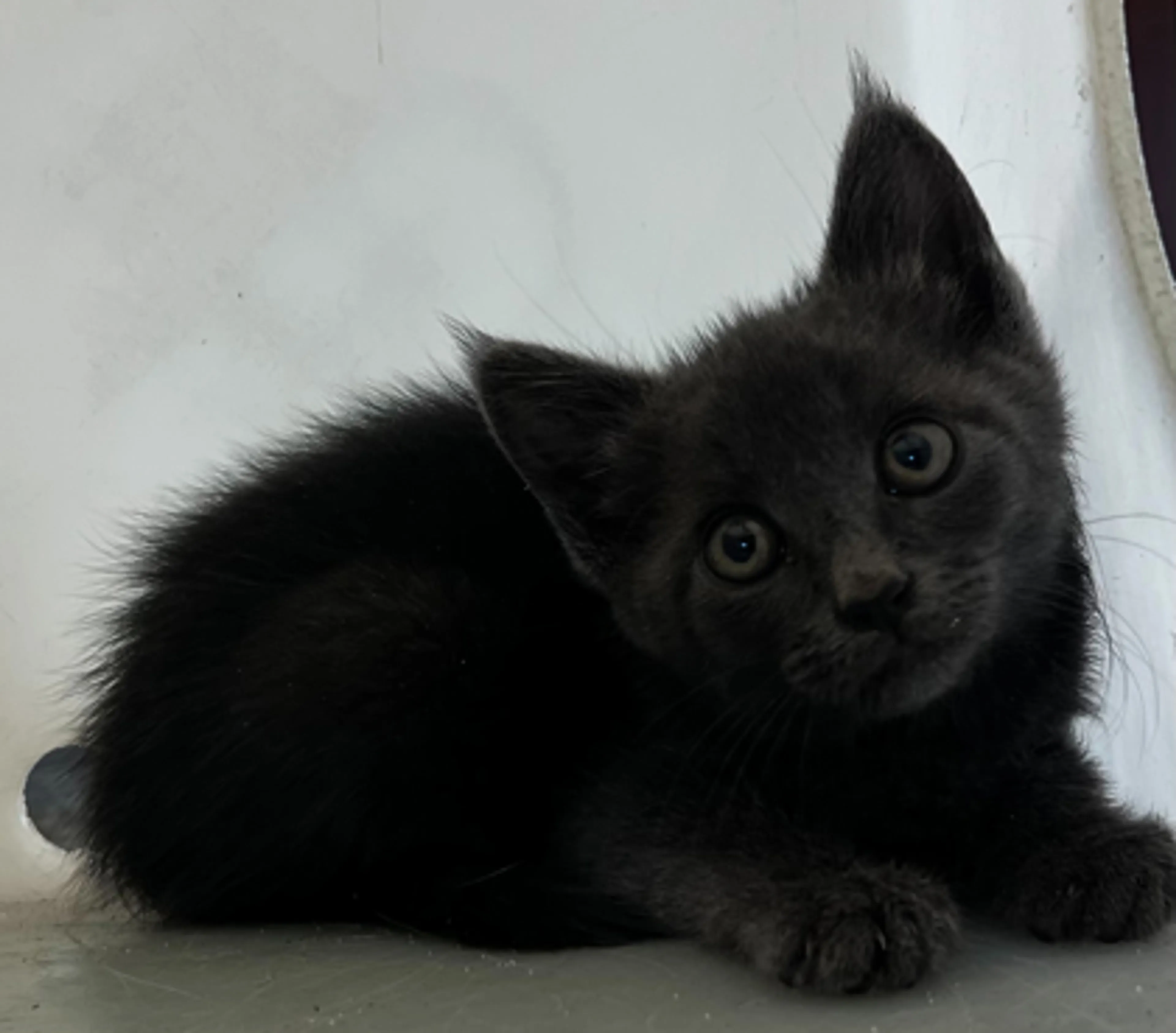 Found pet-1