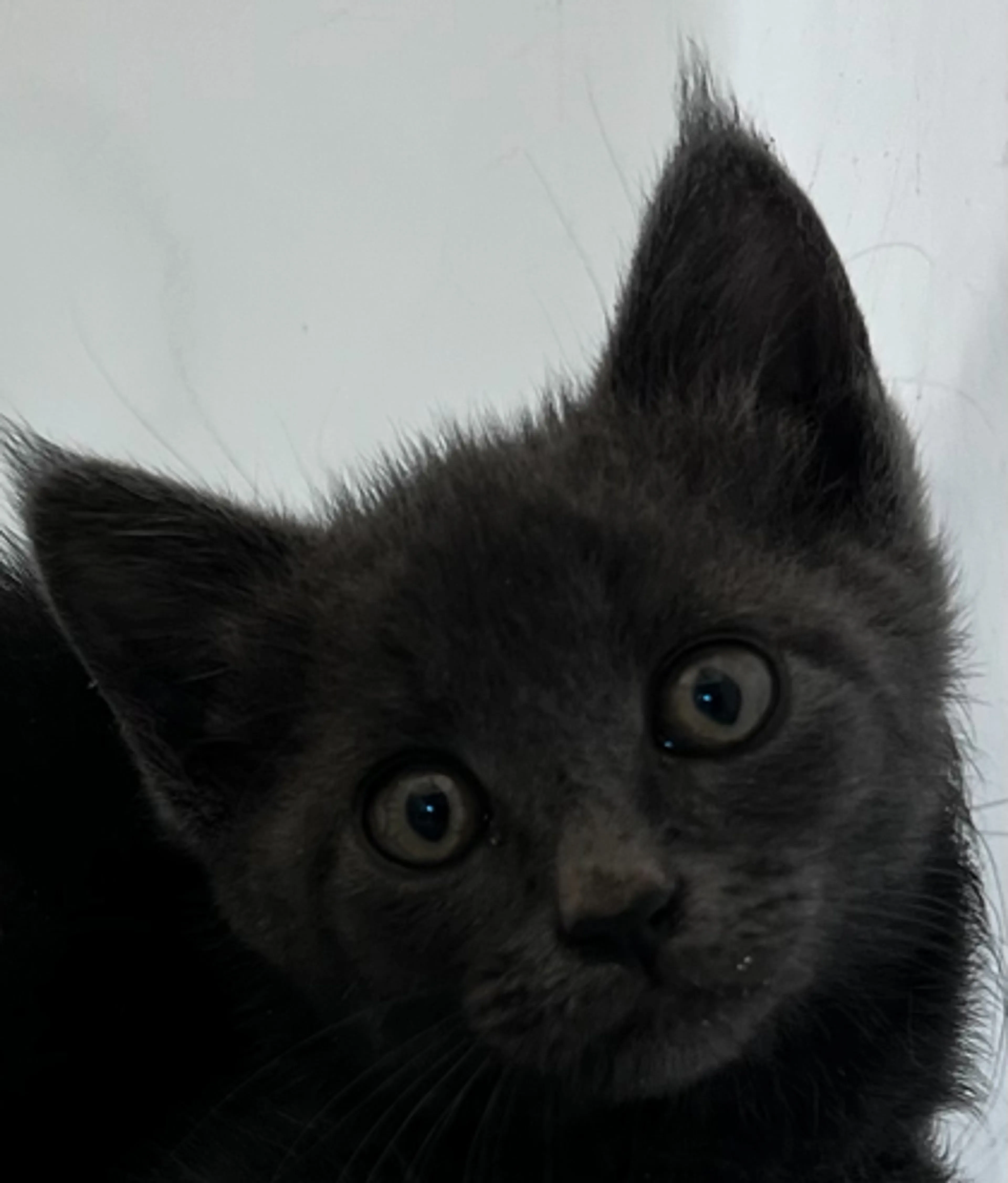 Found pet-0