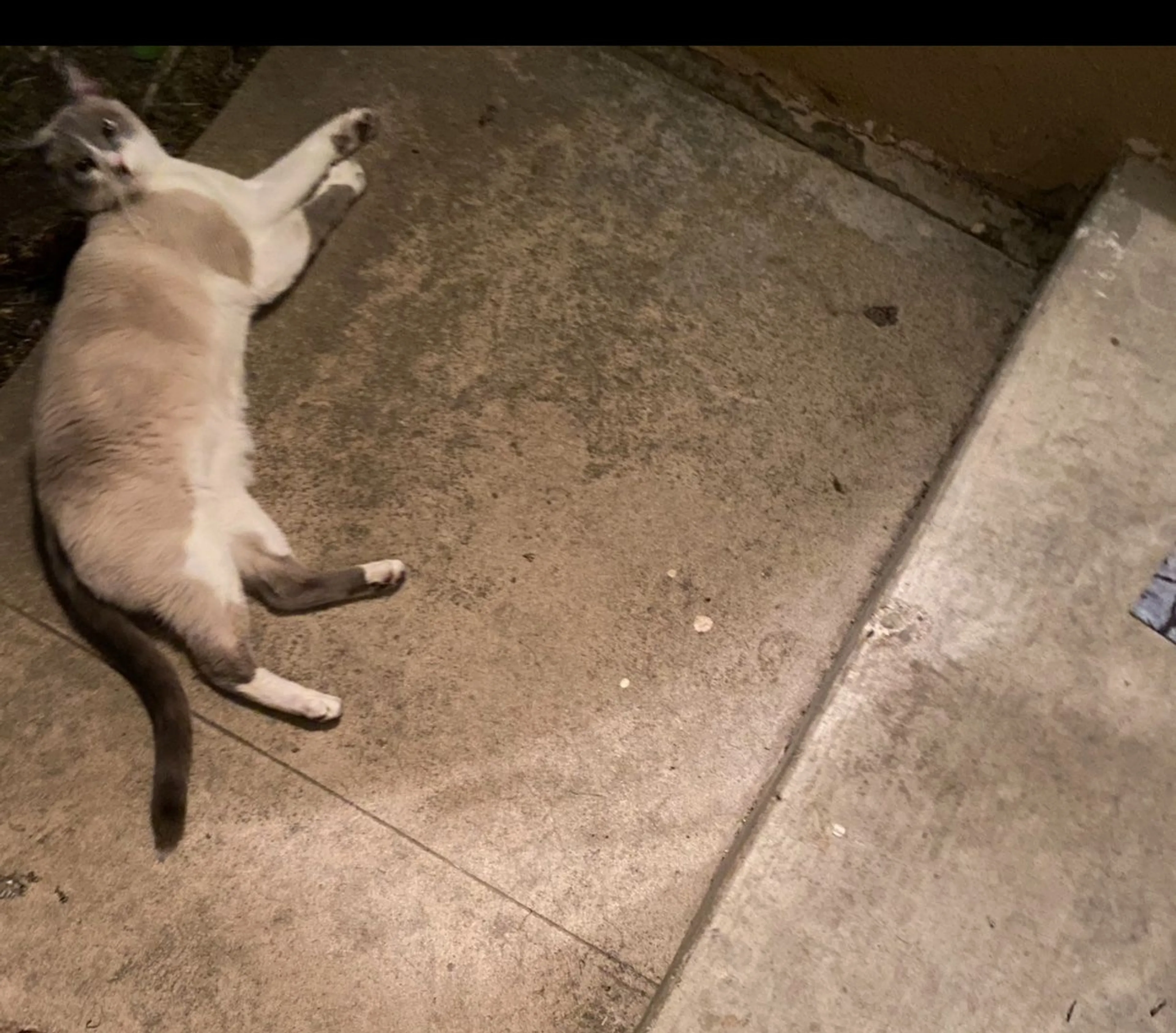 Lost pet-1