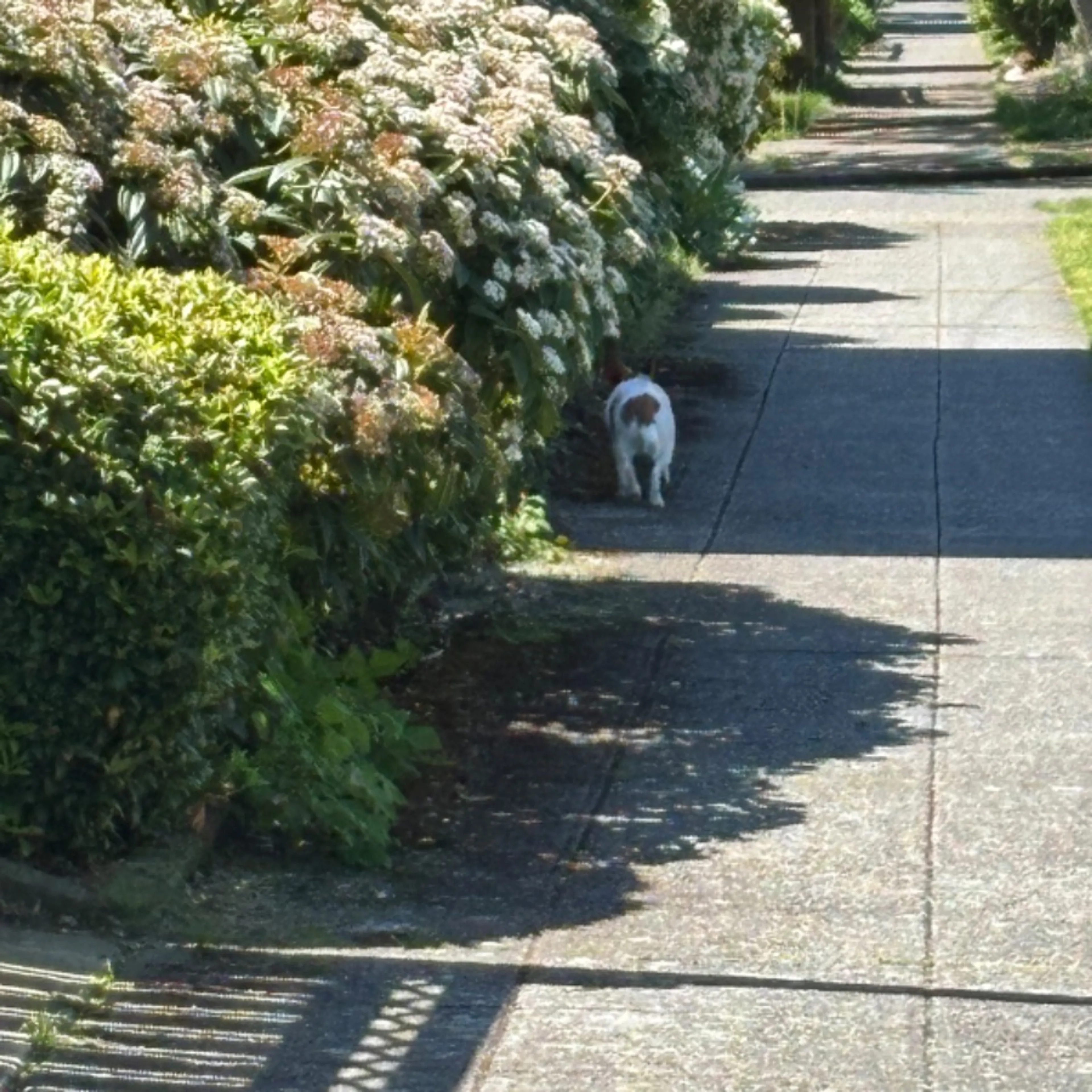 Found pet