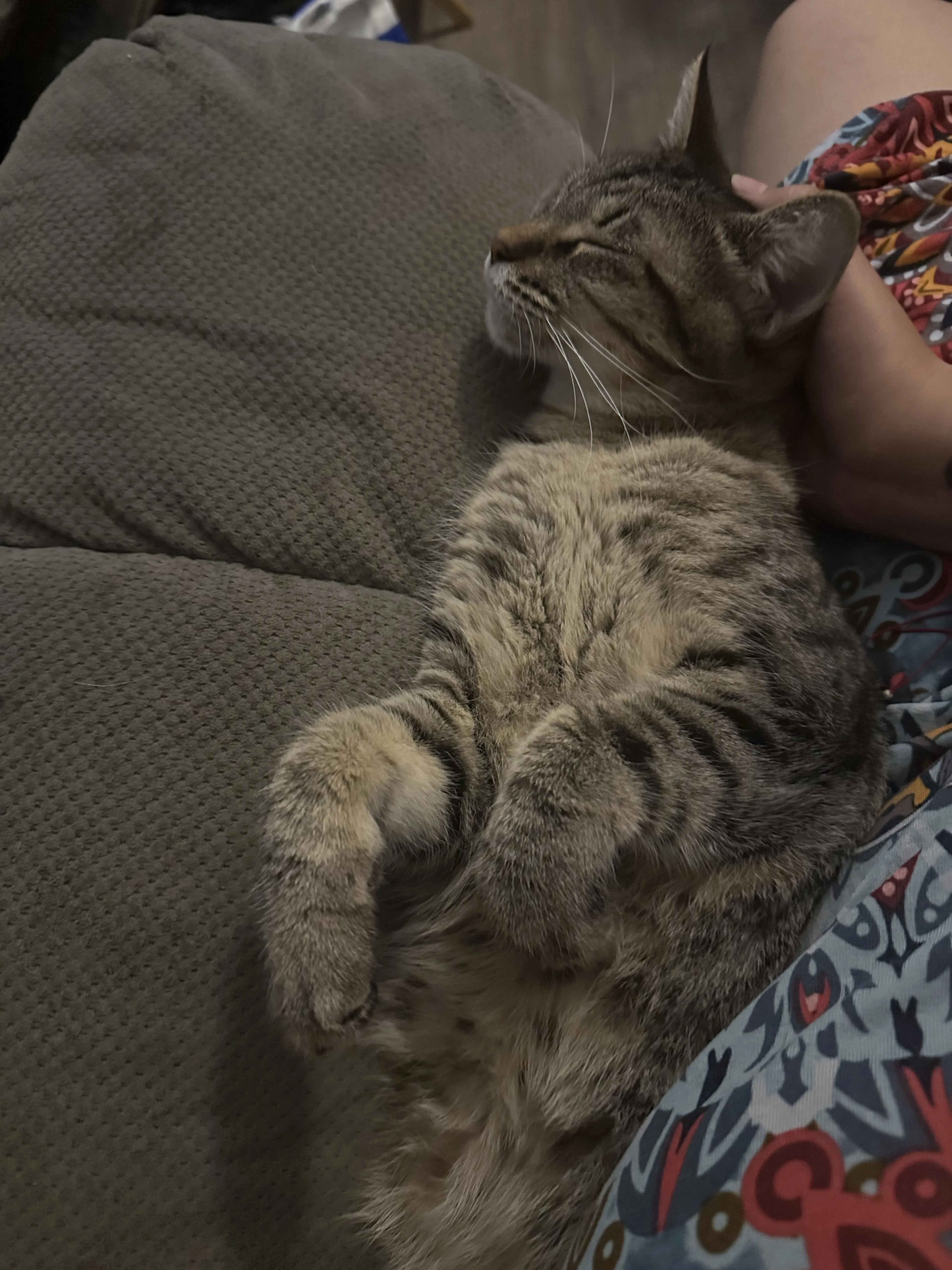 Lost pet-1