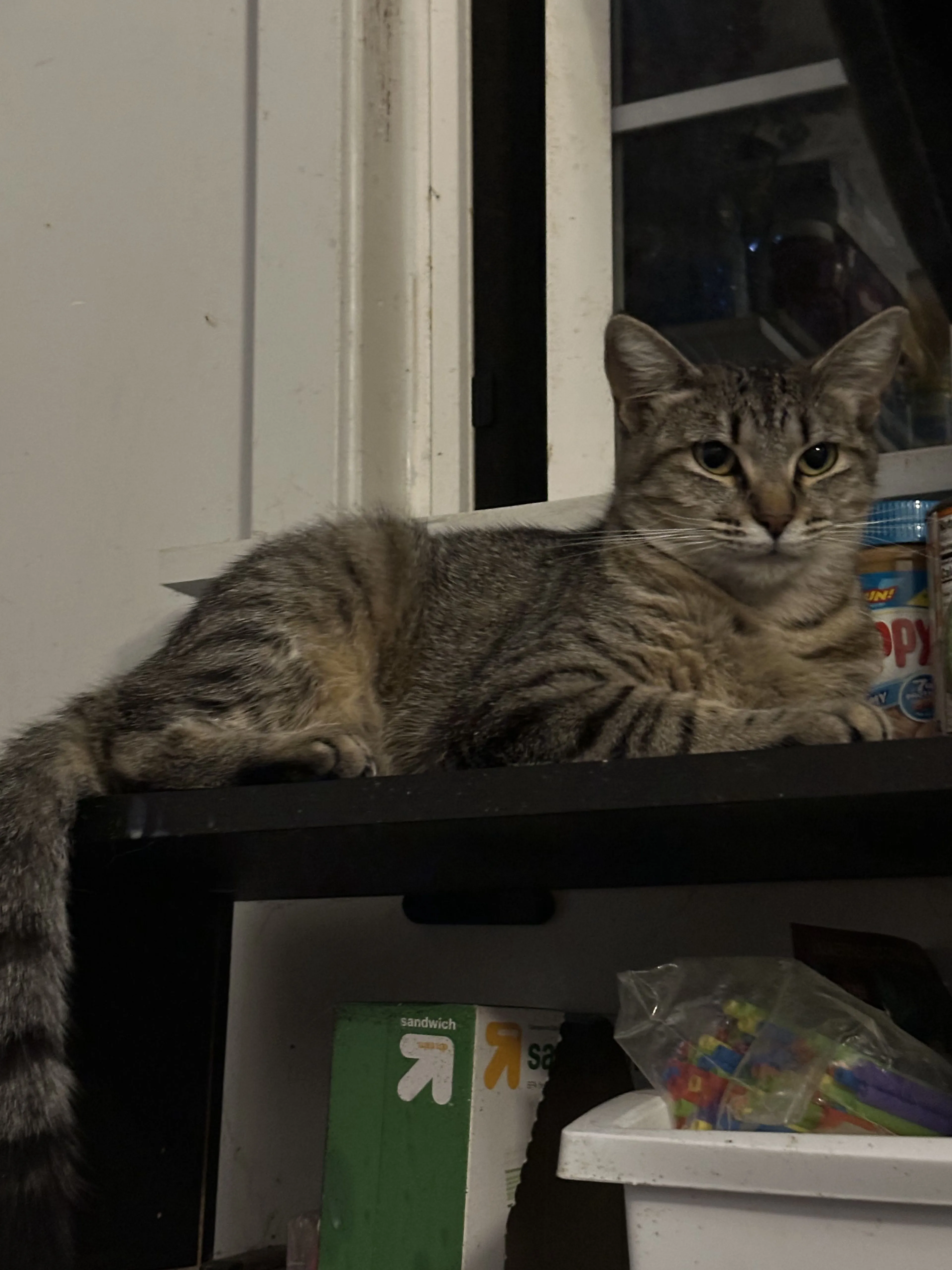 Lost pet-3