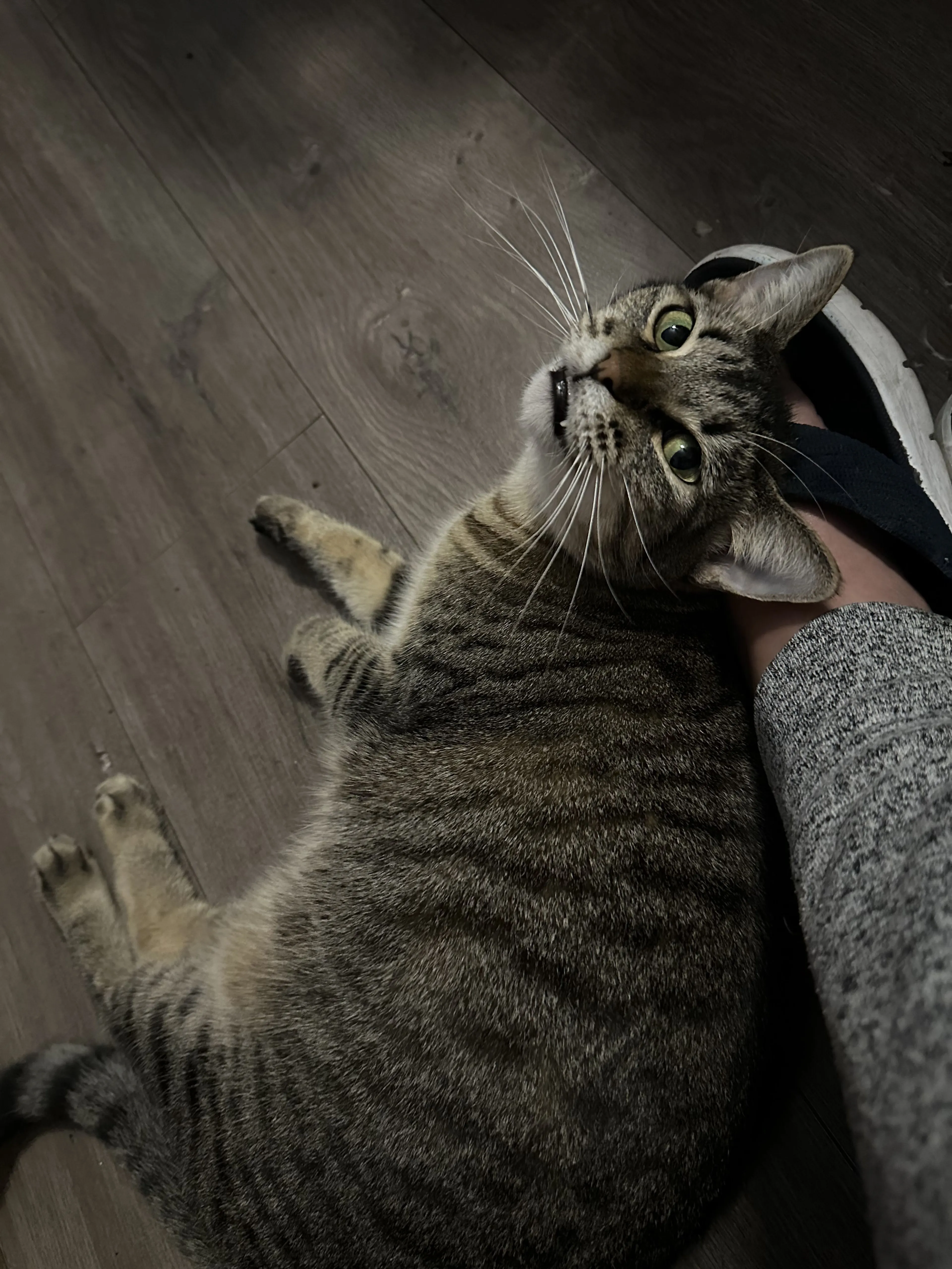 Lost pet-4
