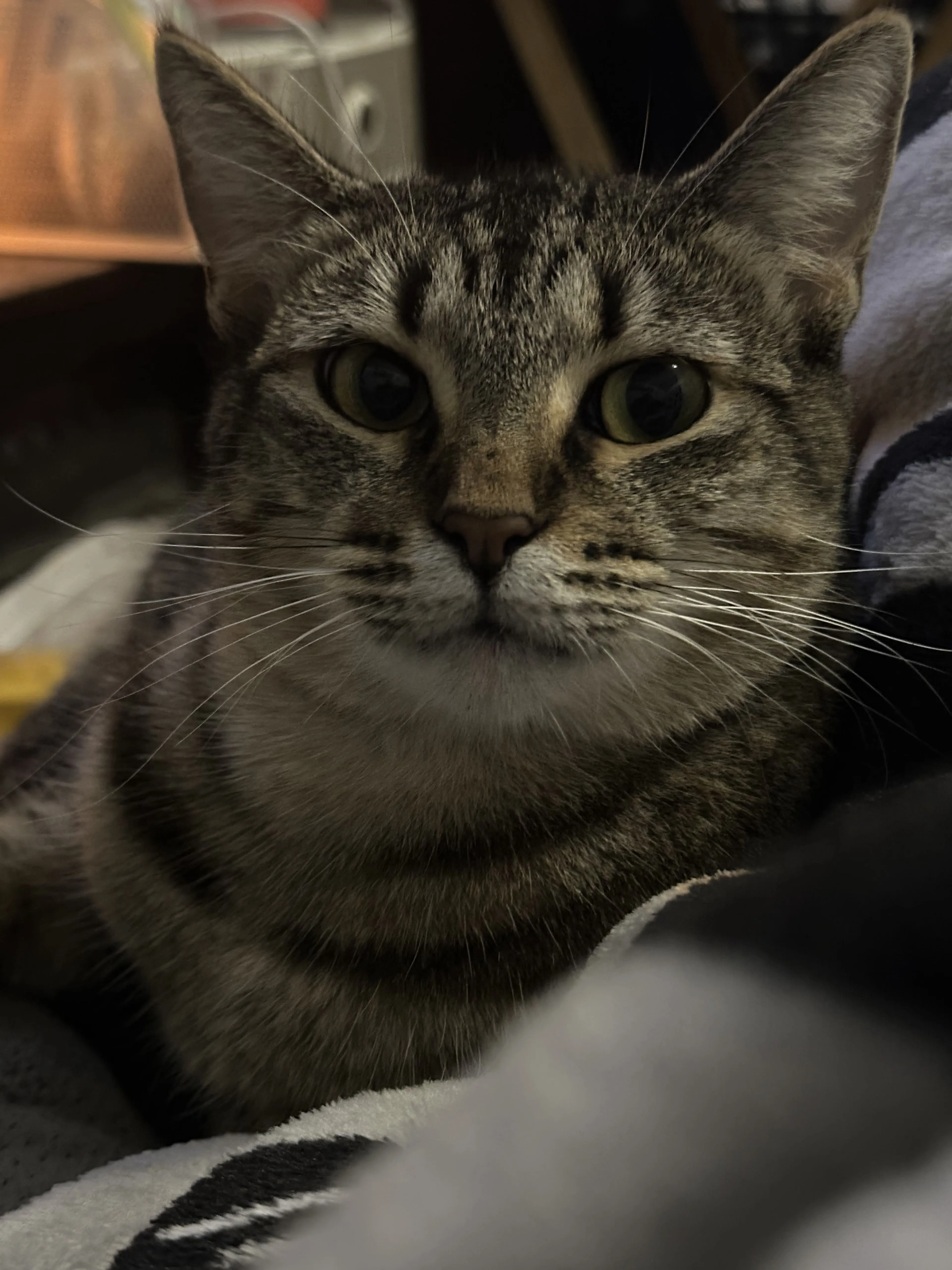 Lost pet-0