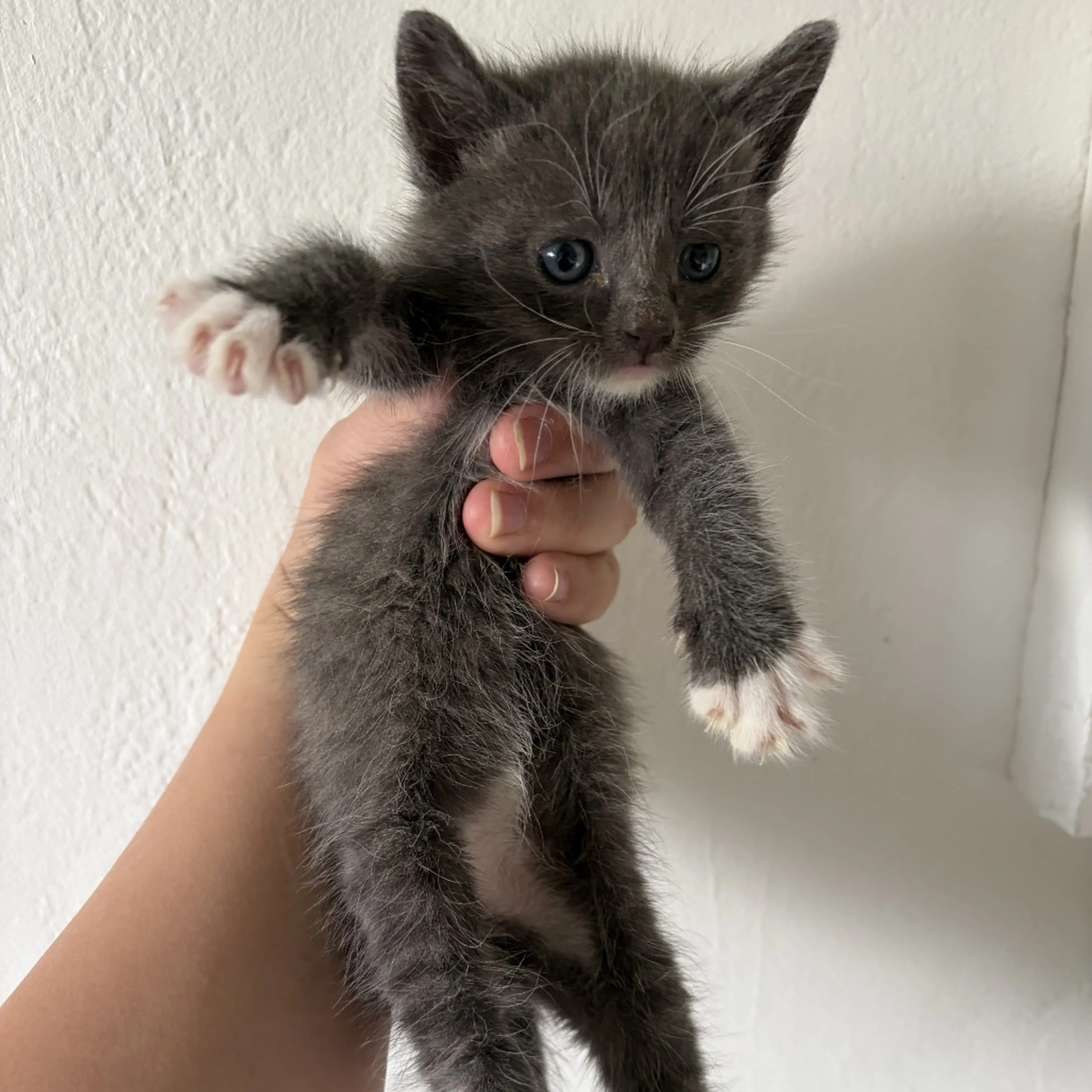 Found pet-0