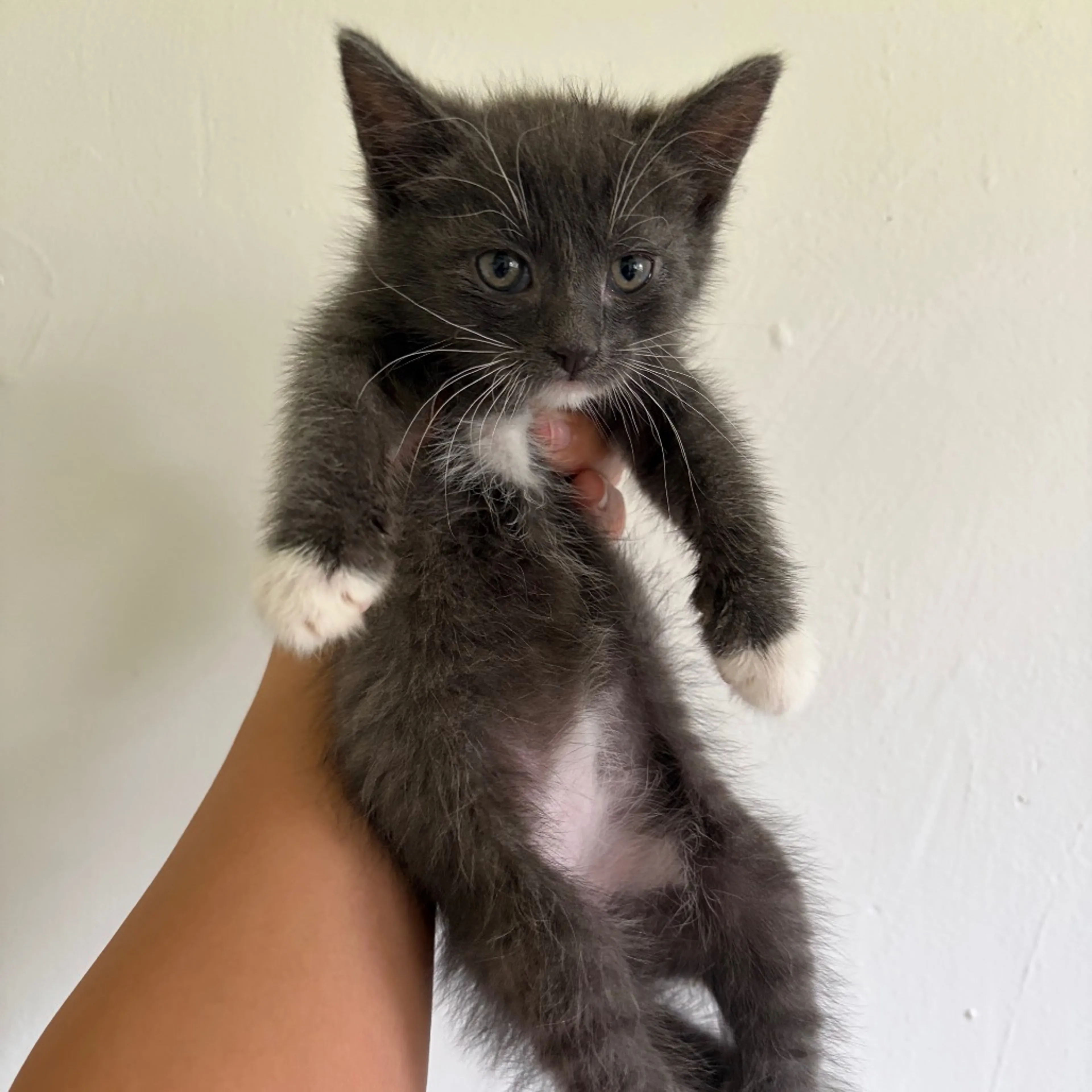 Found pet-1