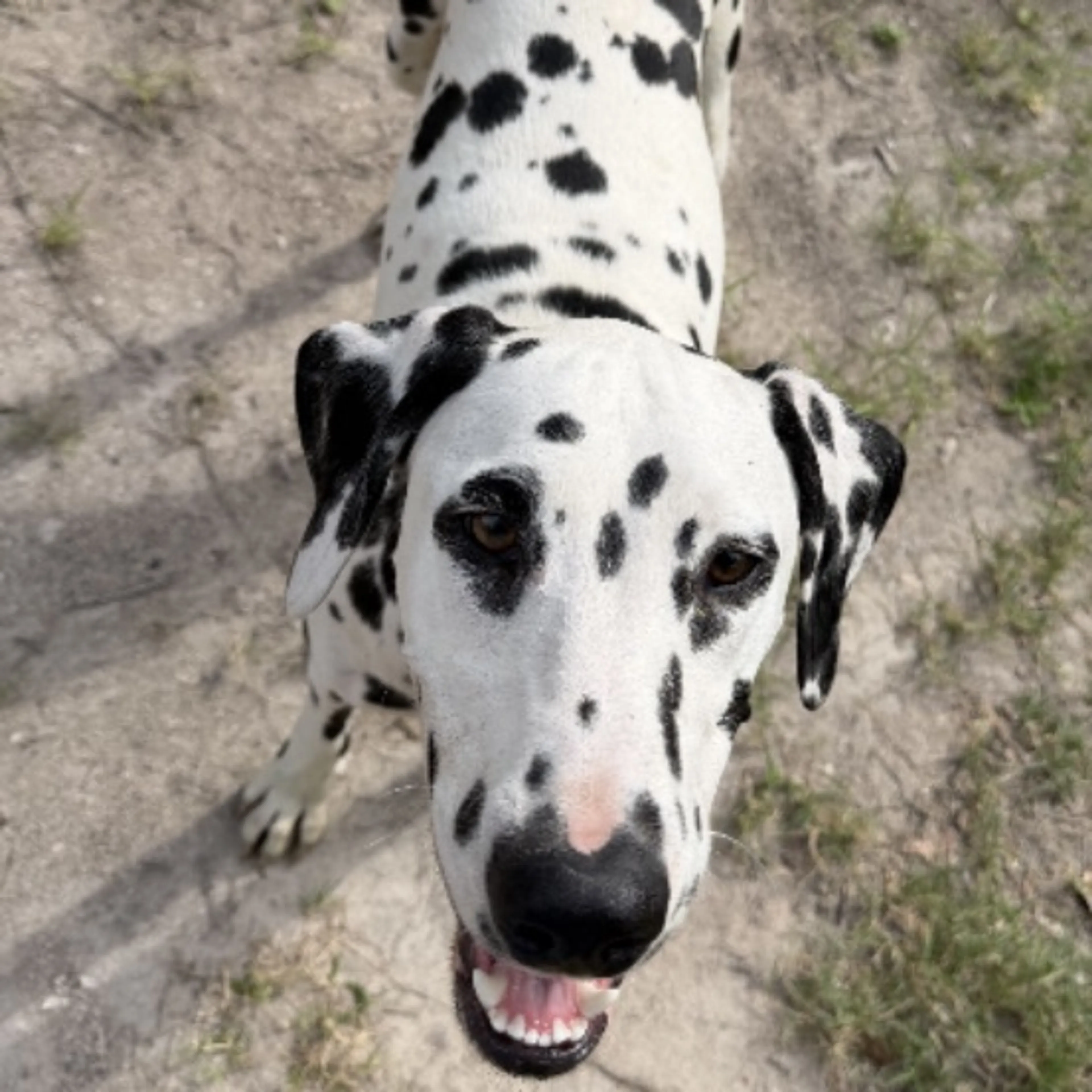 Found pet