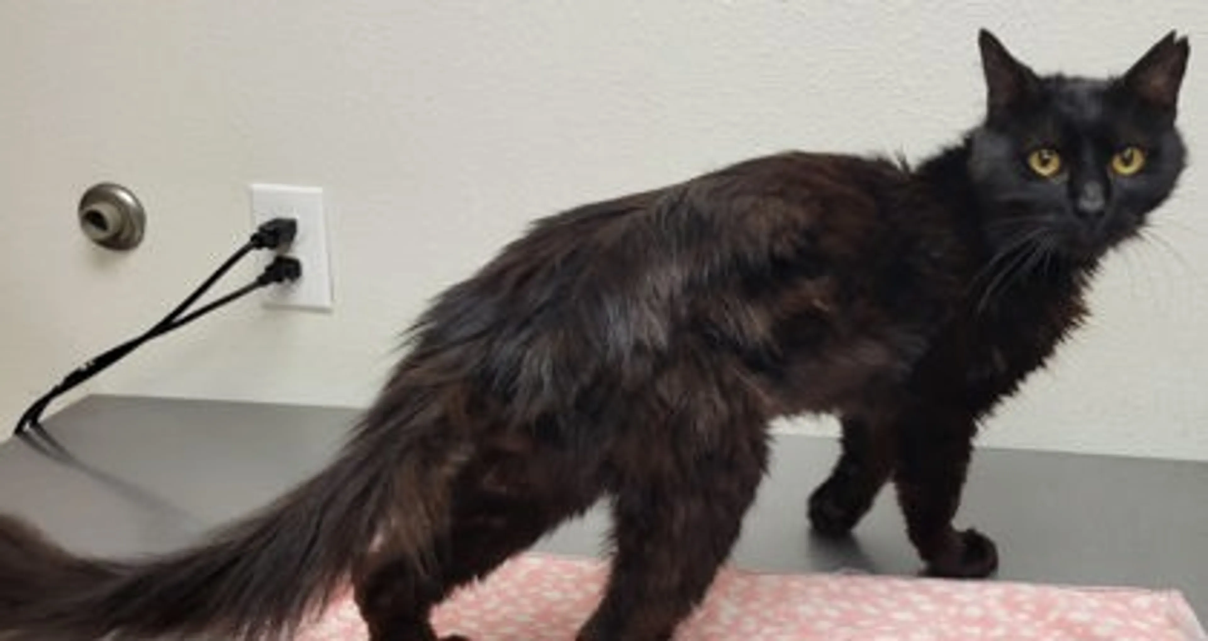 Found pet-2