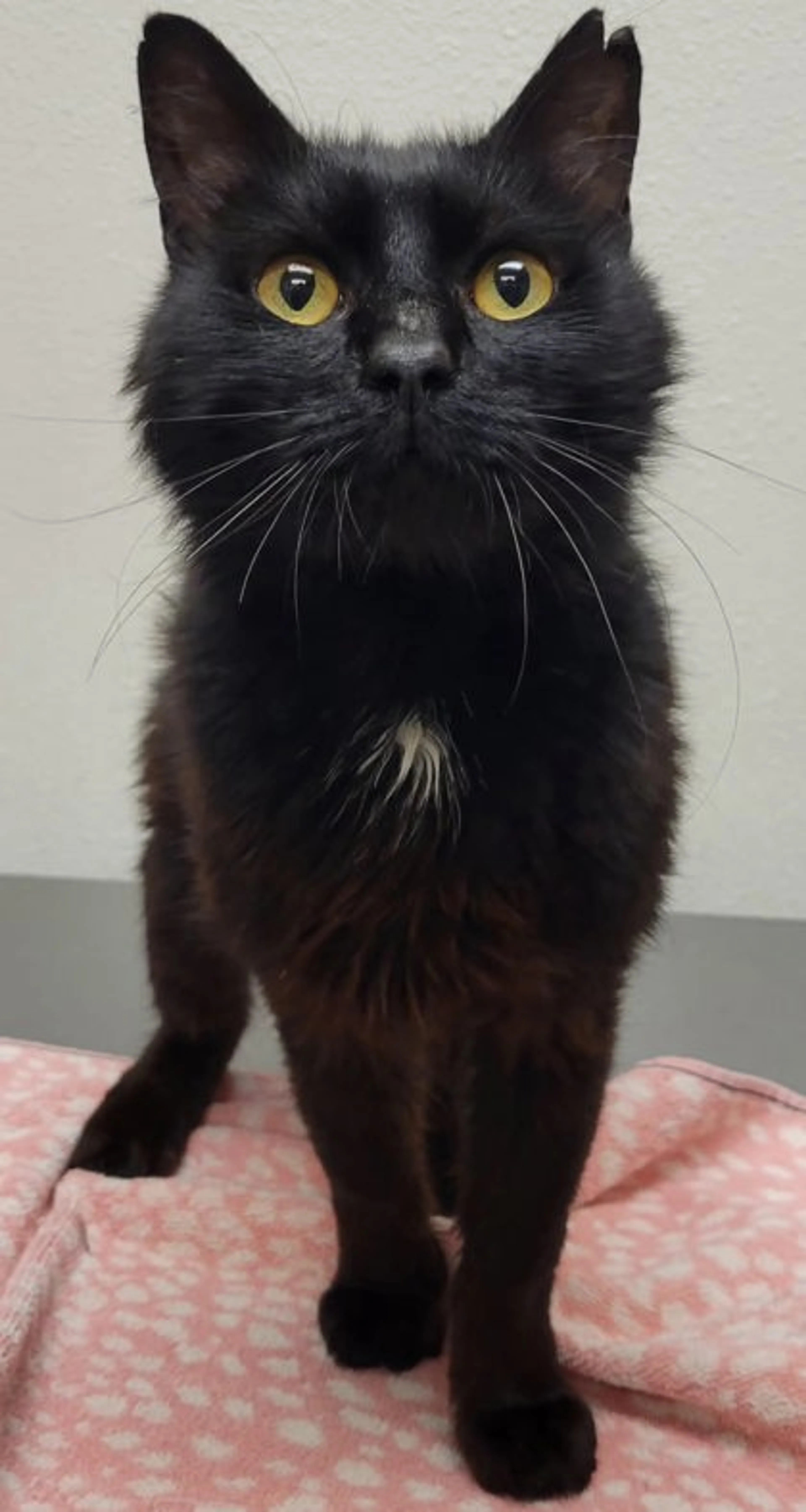 Found pet-1