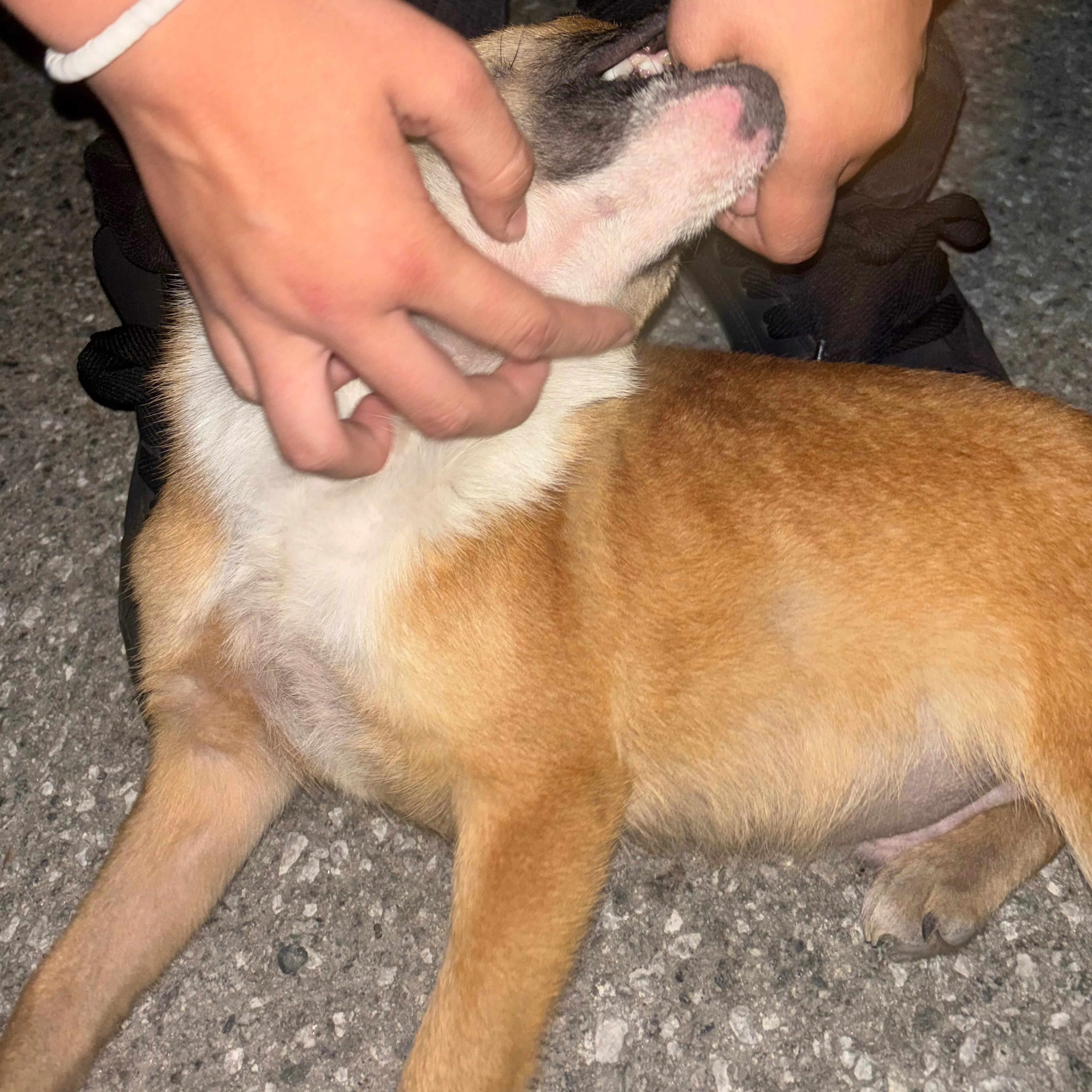 Found pet-1