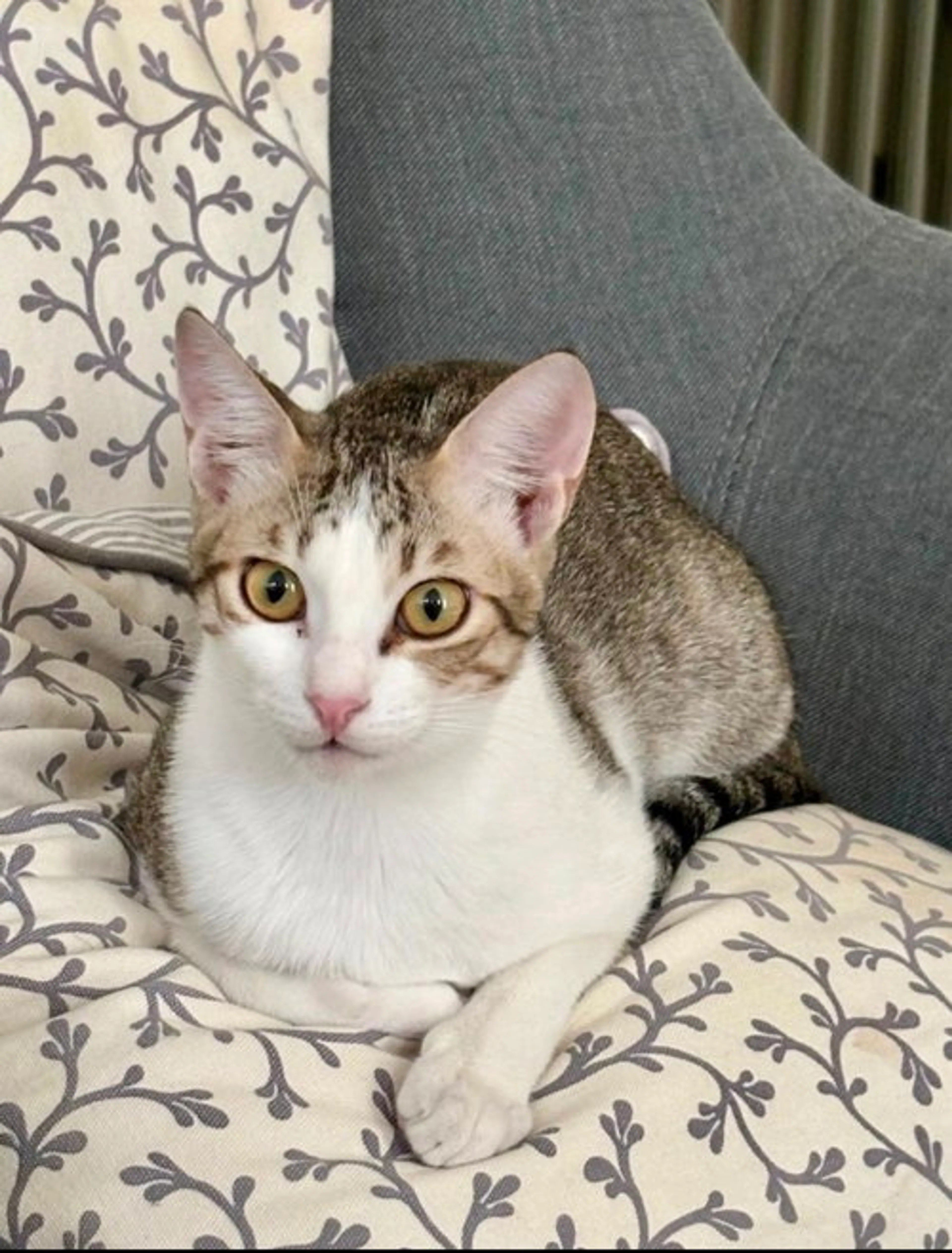 Found pet