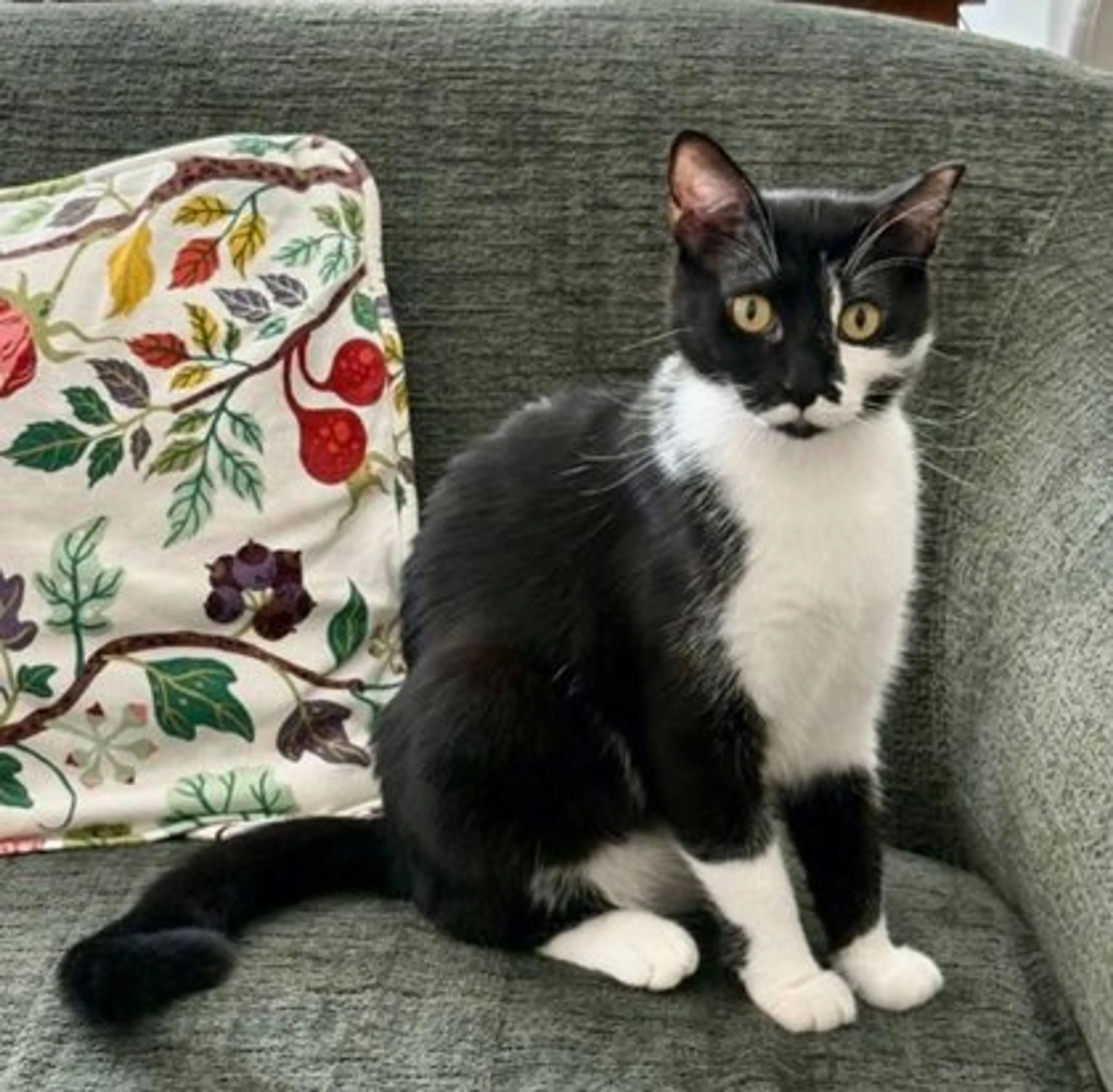 Found pet