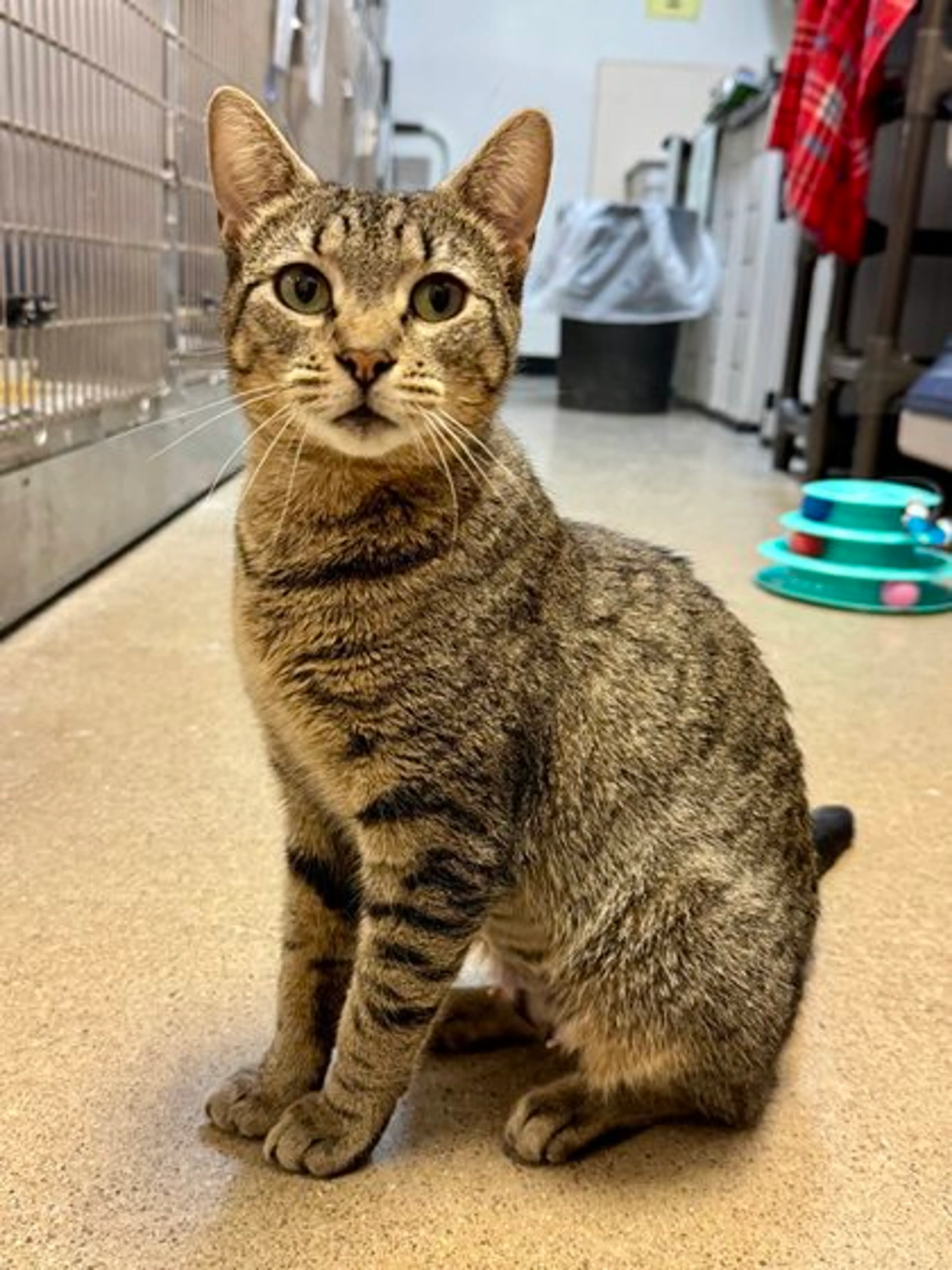 Found pet