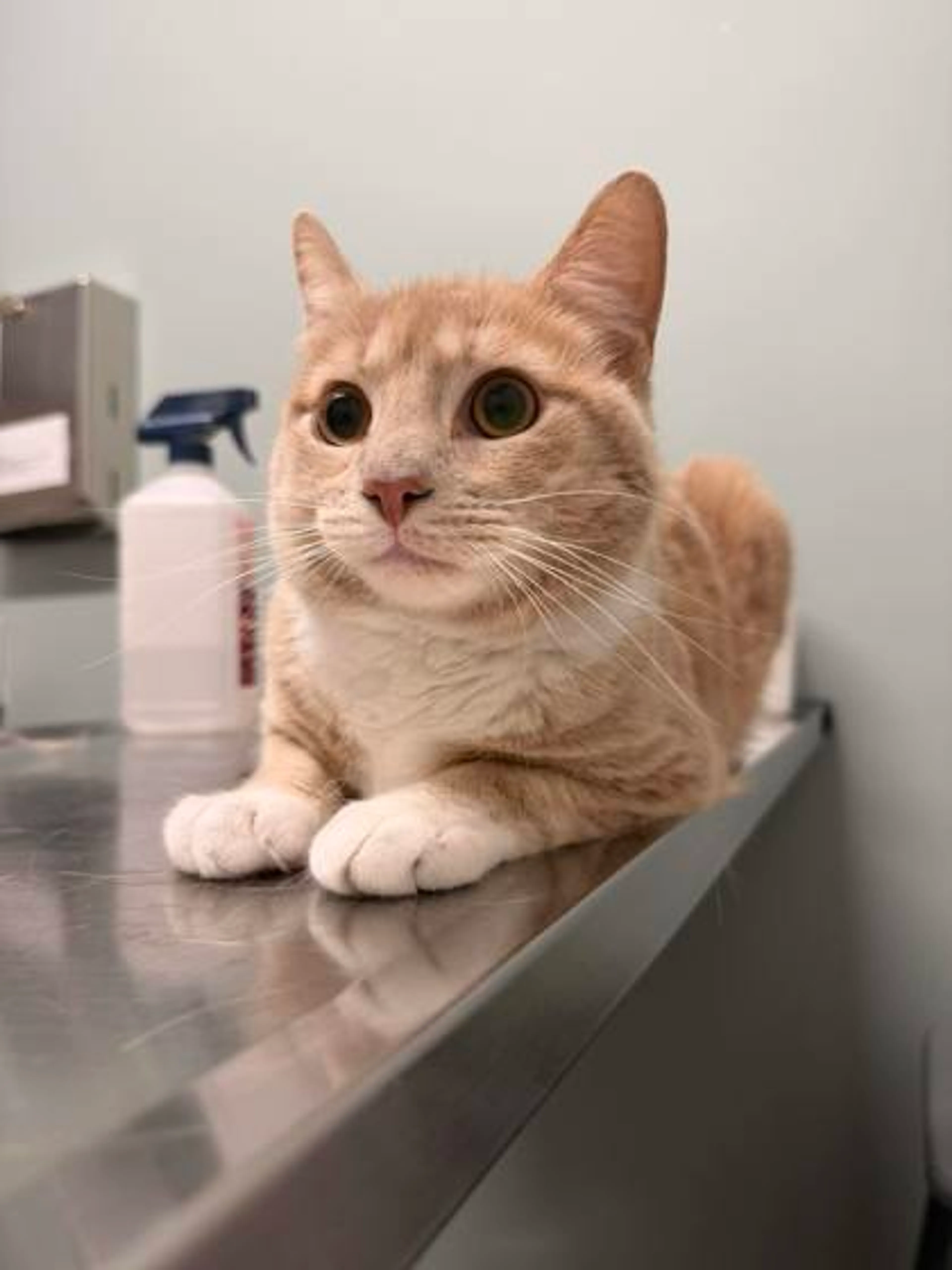 Found pet