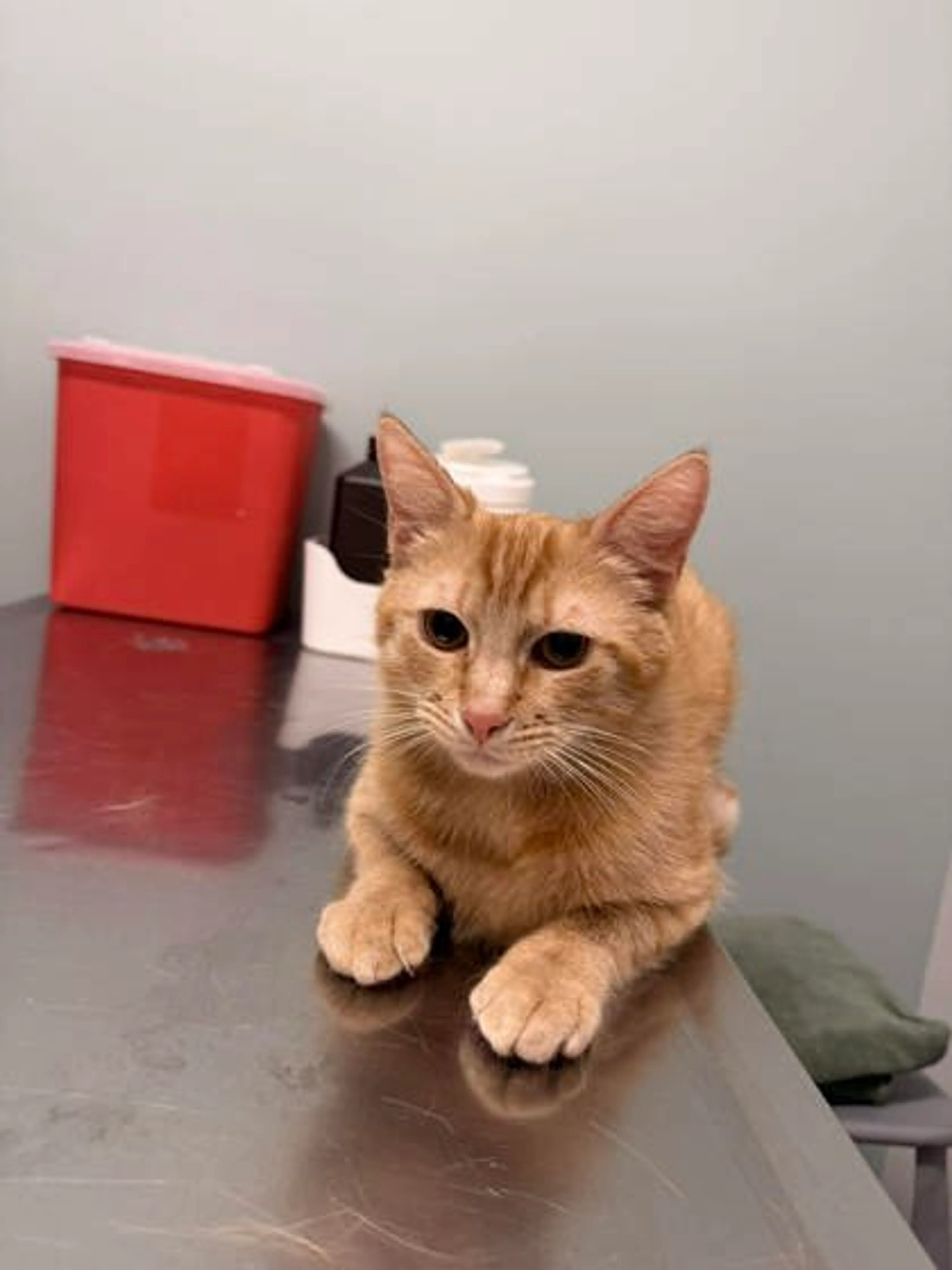 Found pet