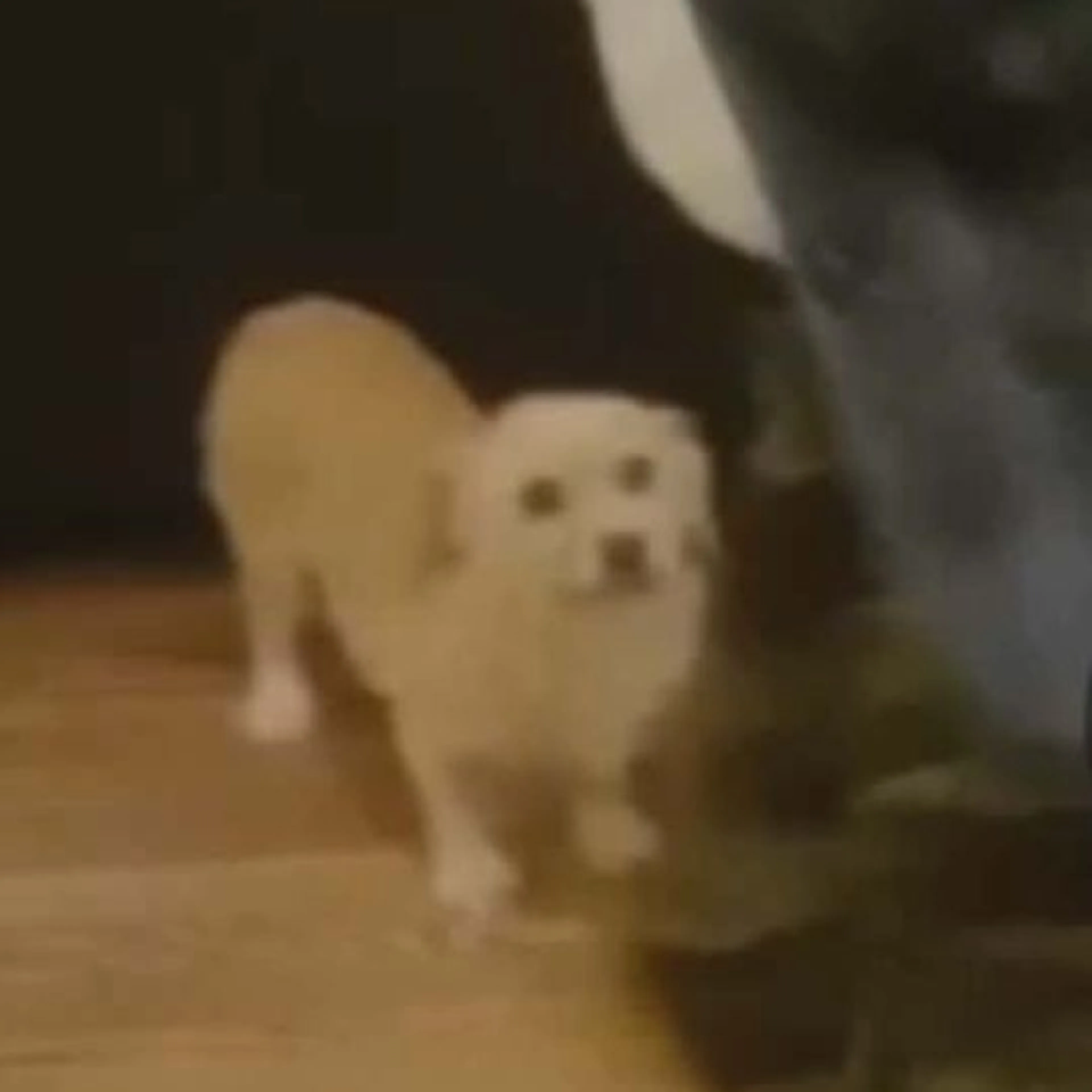 Lost pet