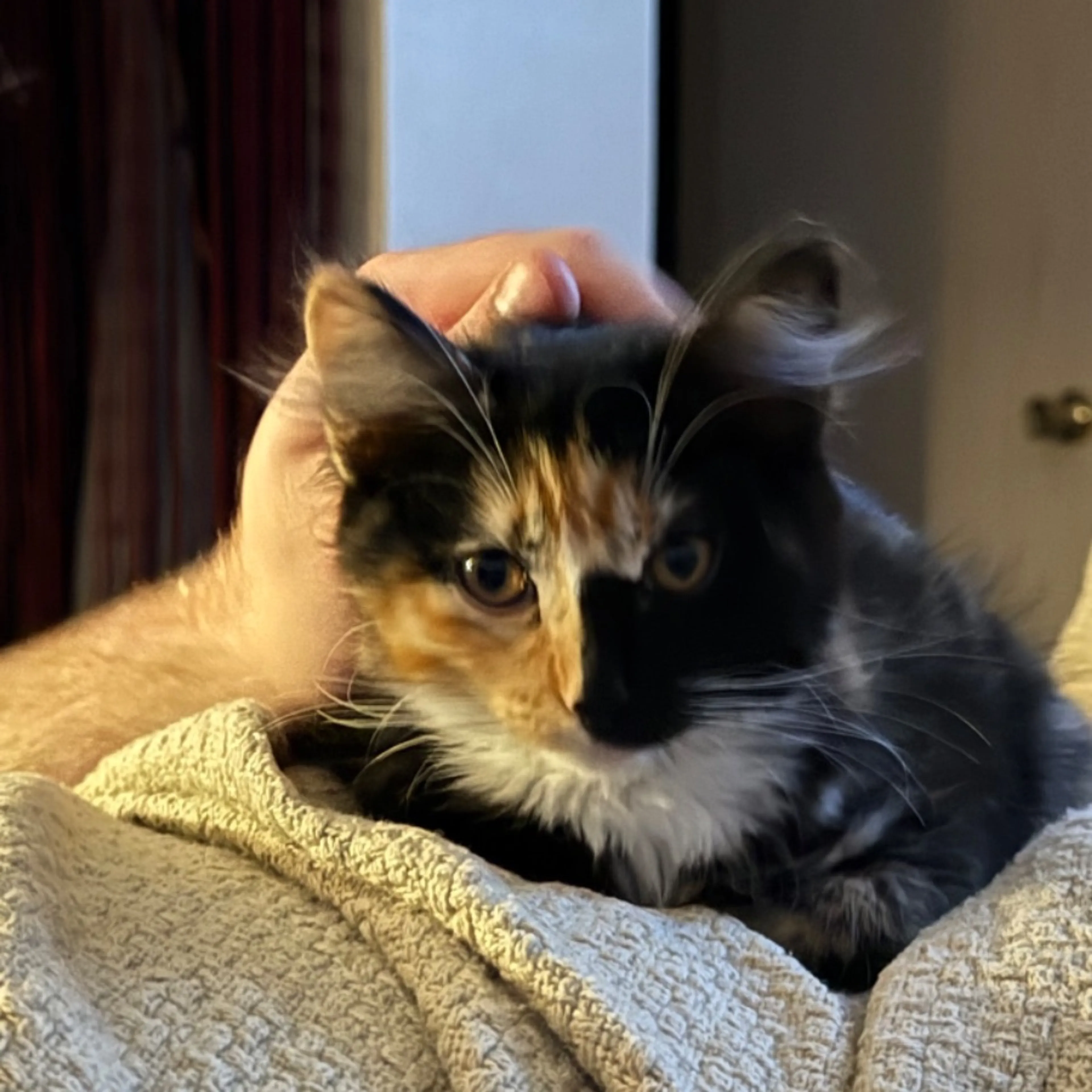 Lost pet