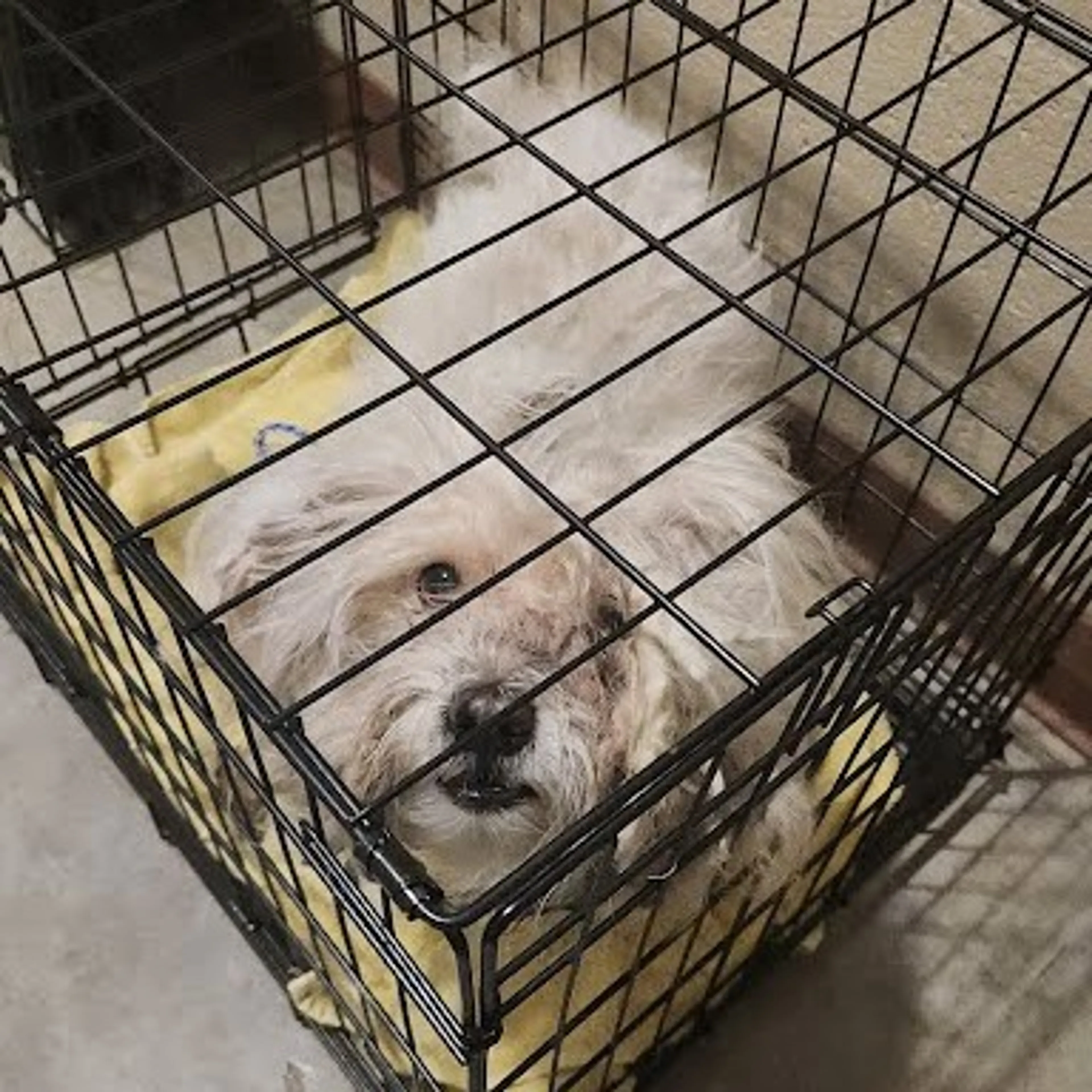 Found pet-1