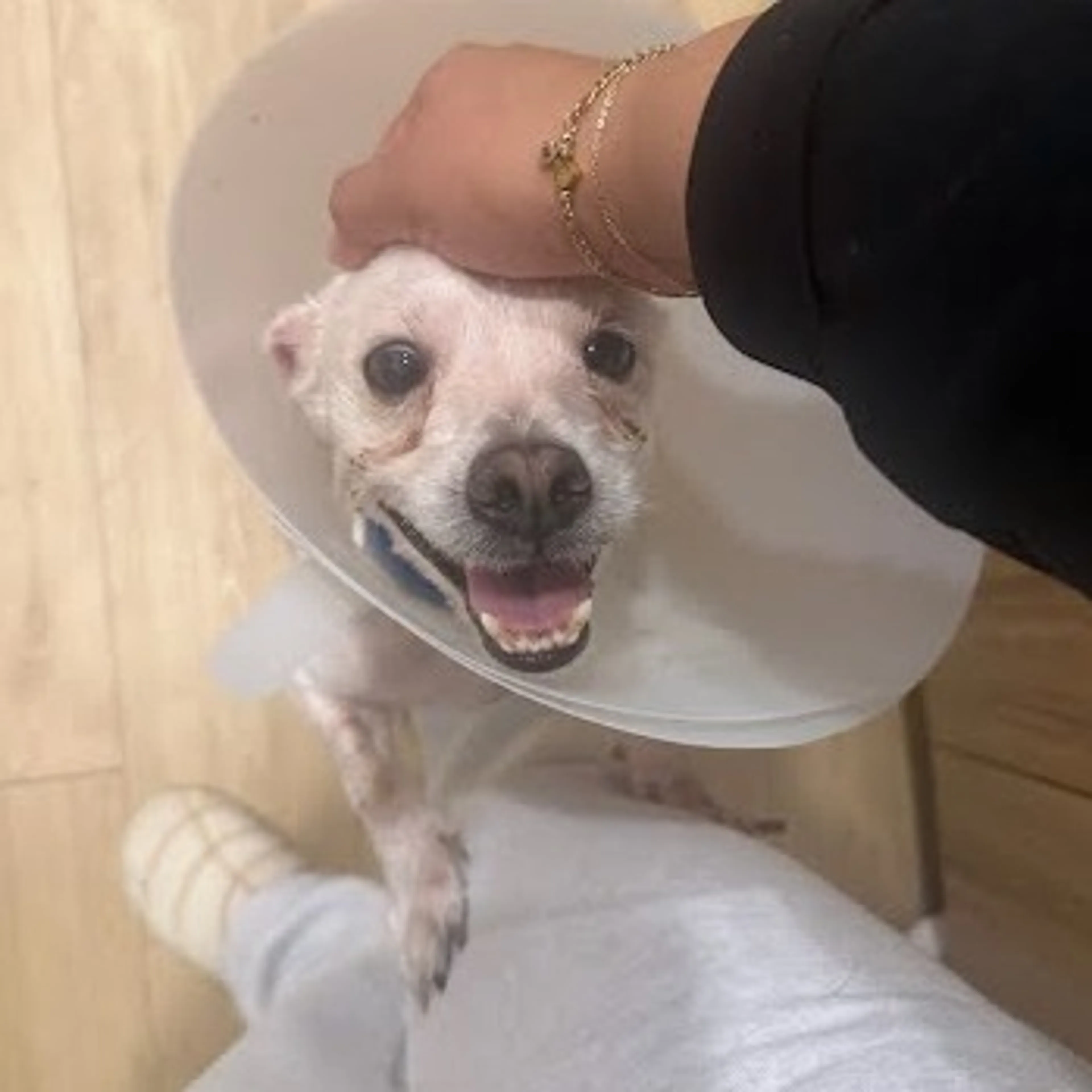 Found pet-5