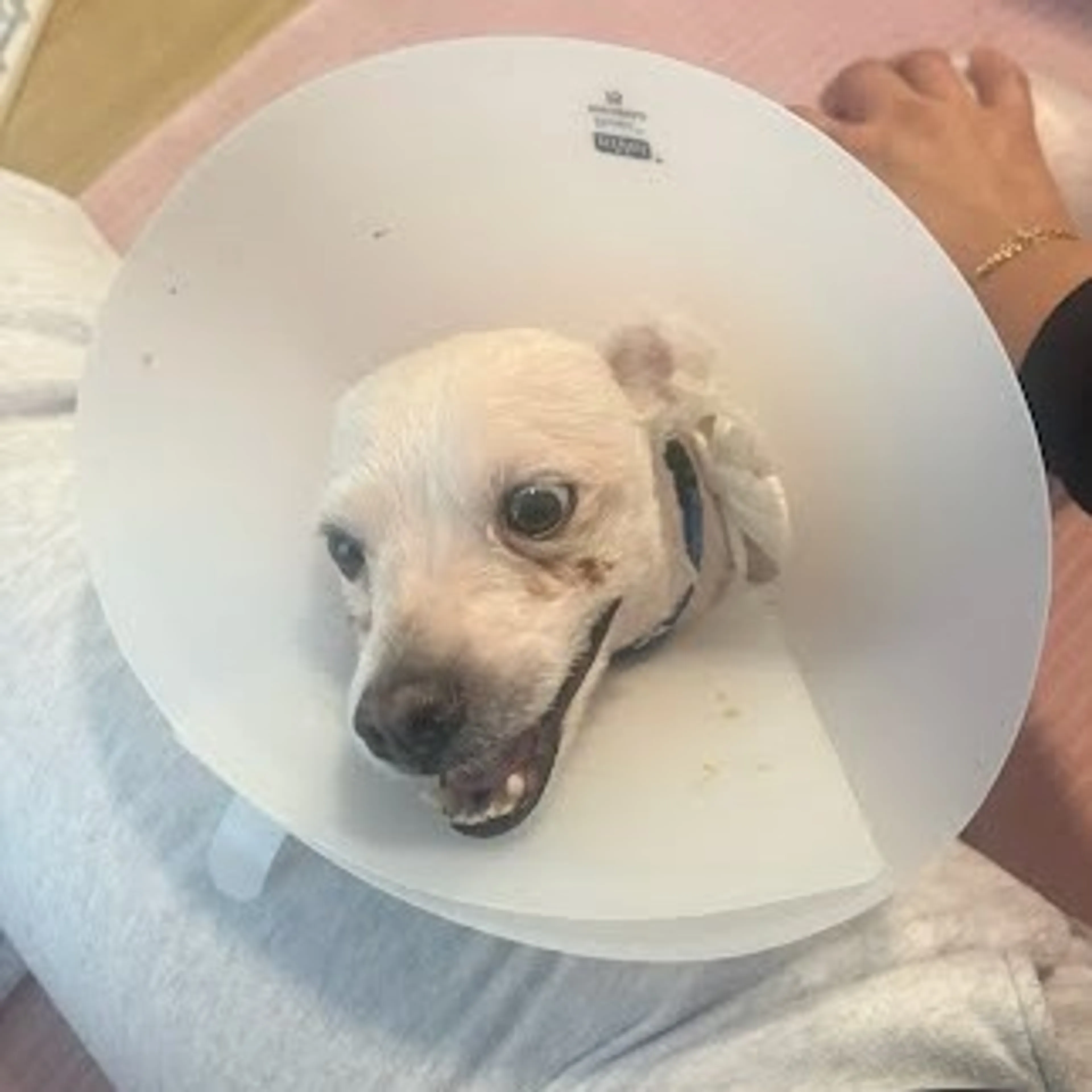 Found pet-3