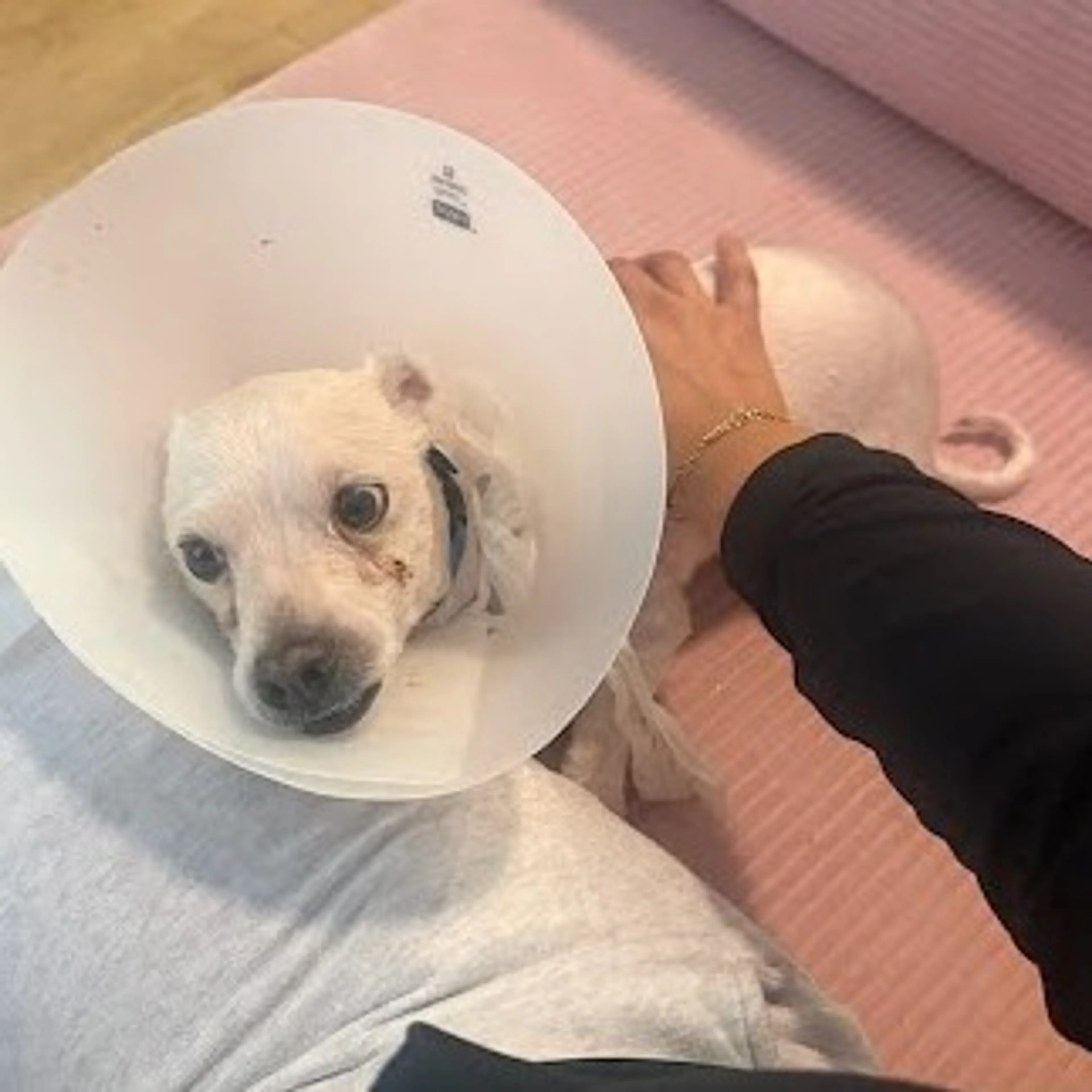 Found pet-4