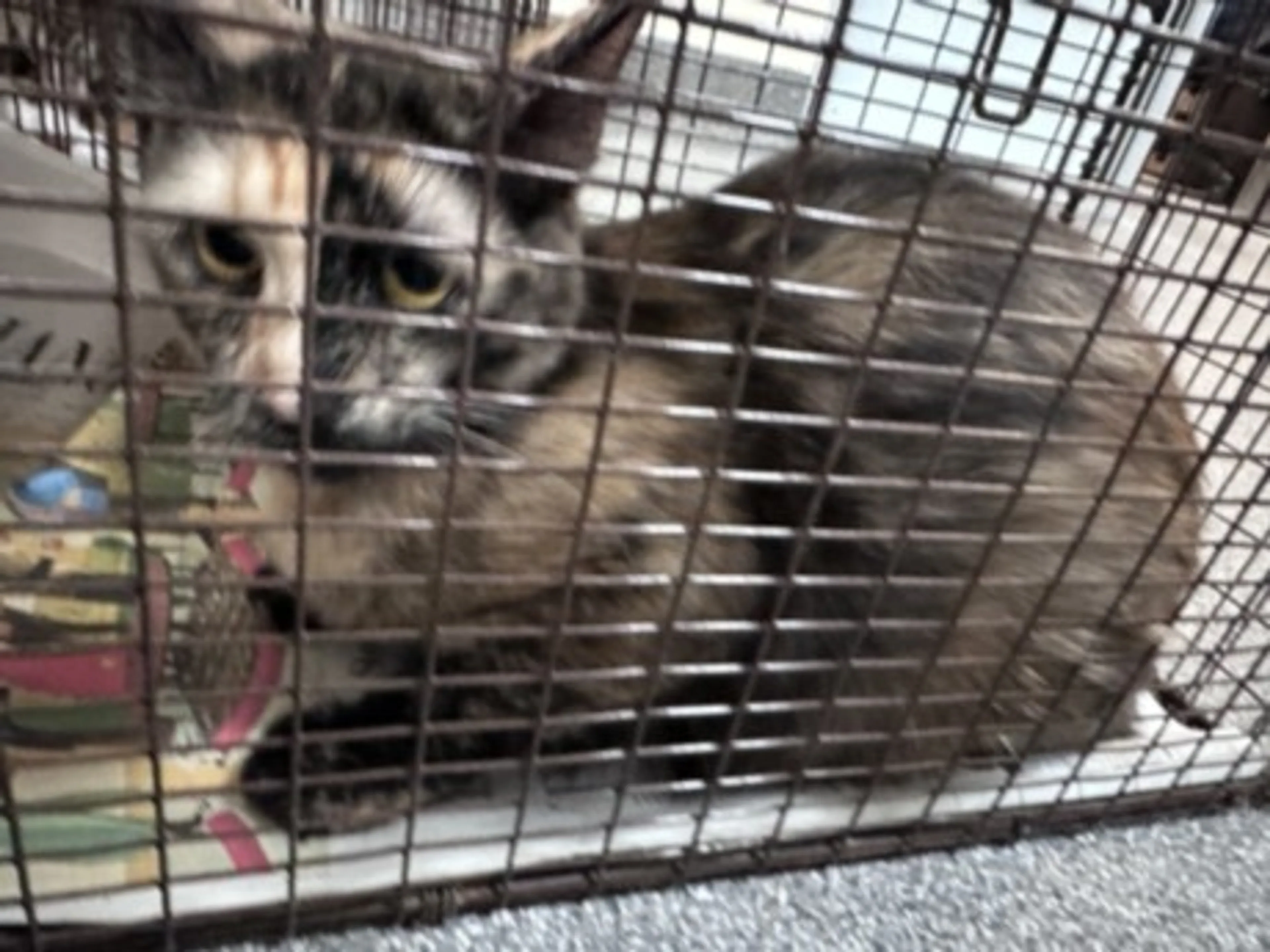 Found pet