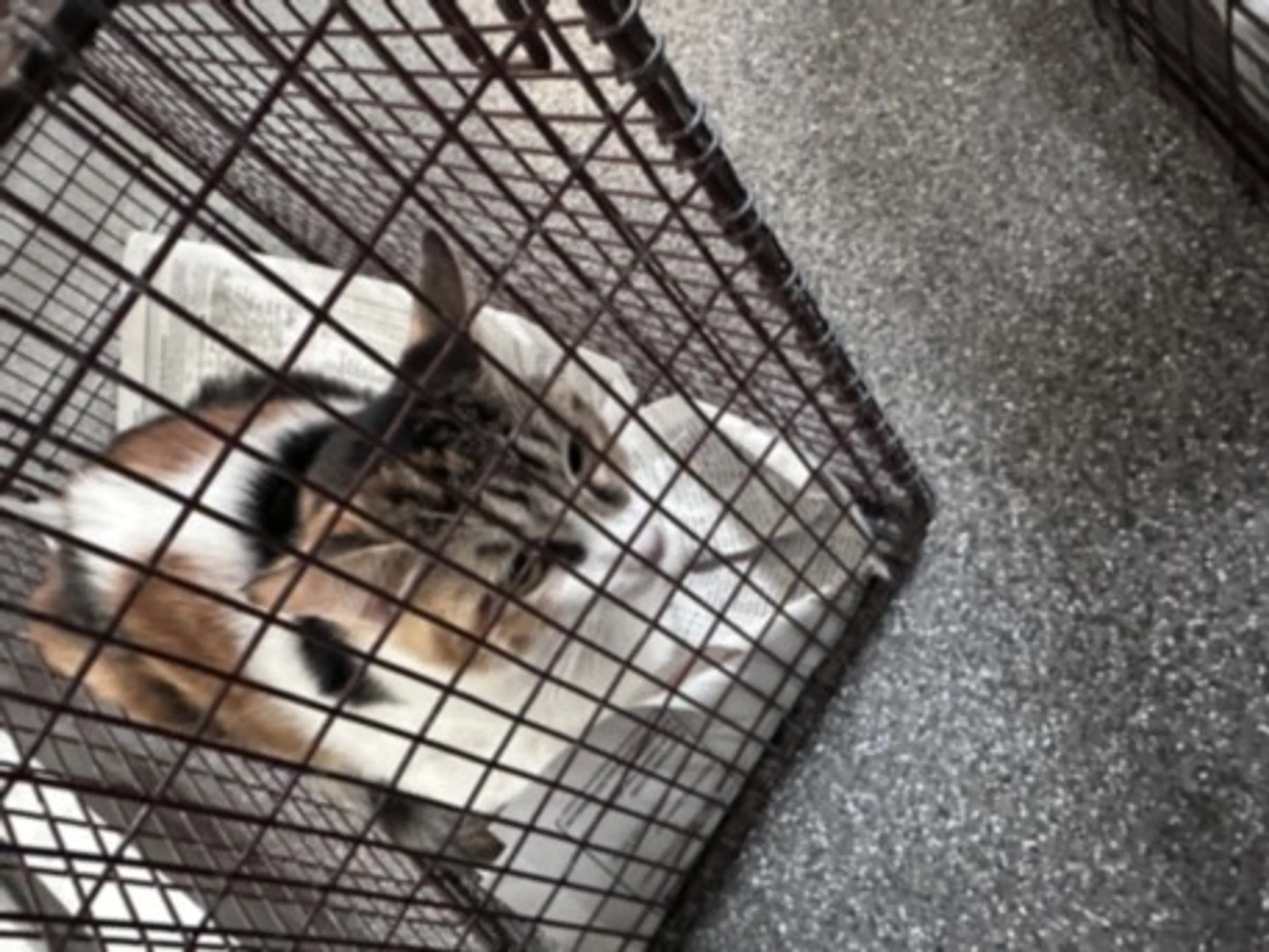 Found pet