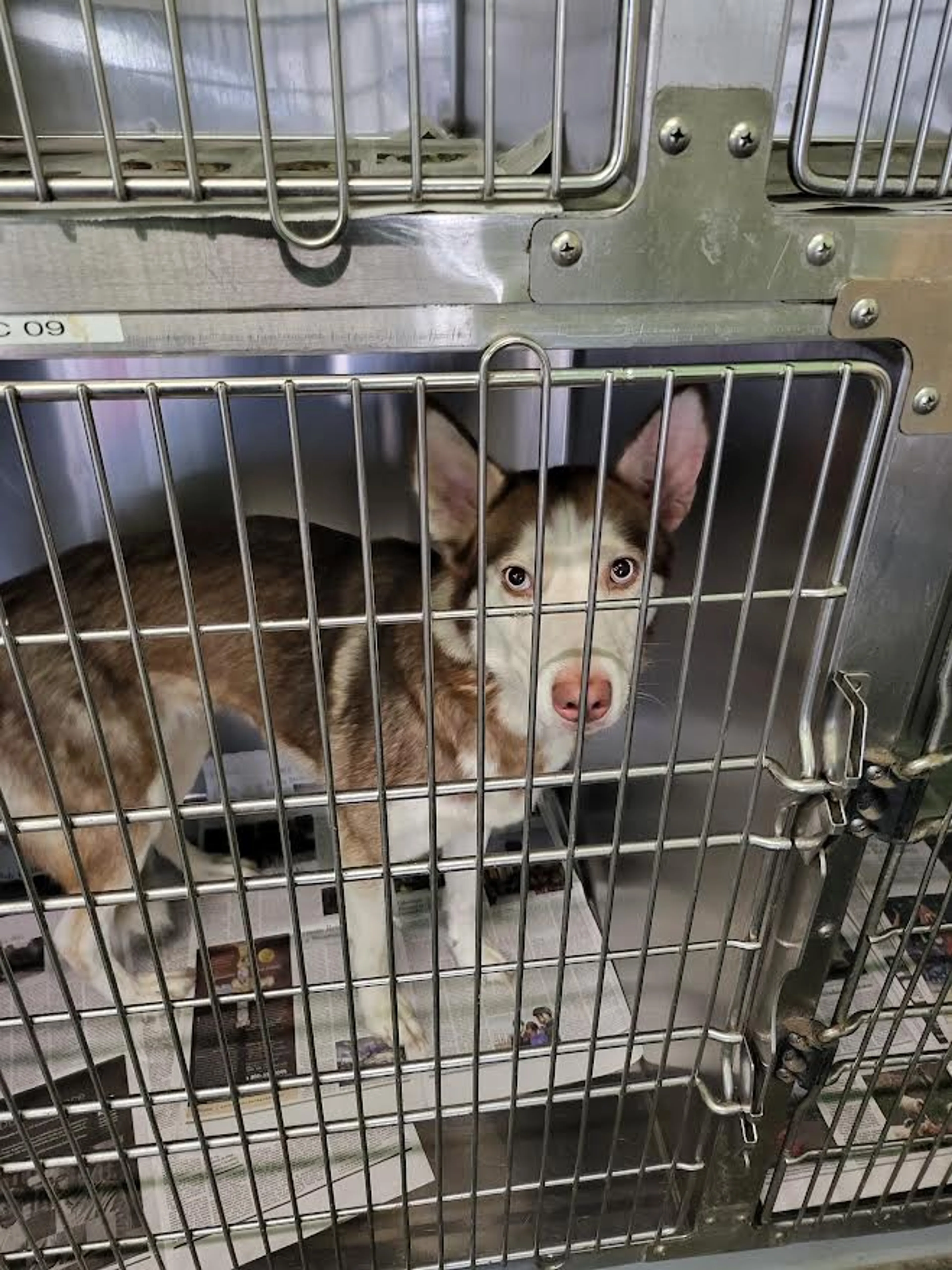 Found pet