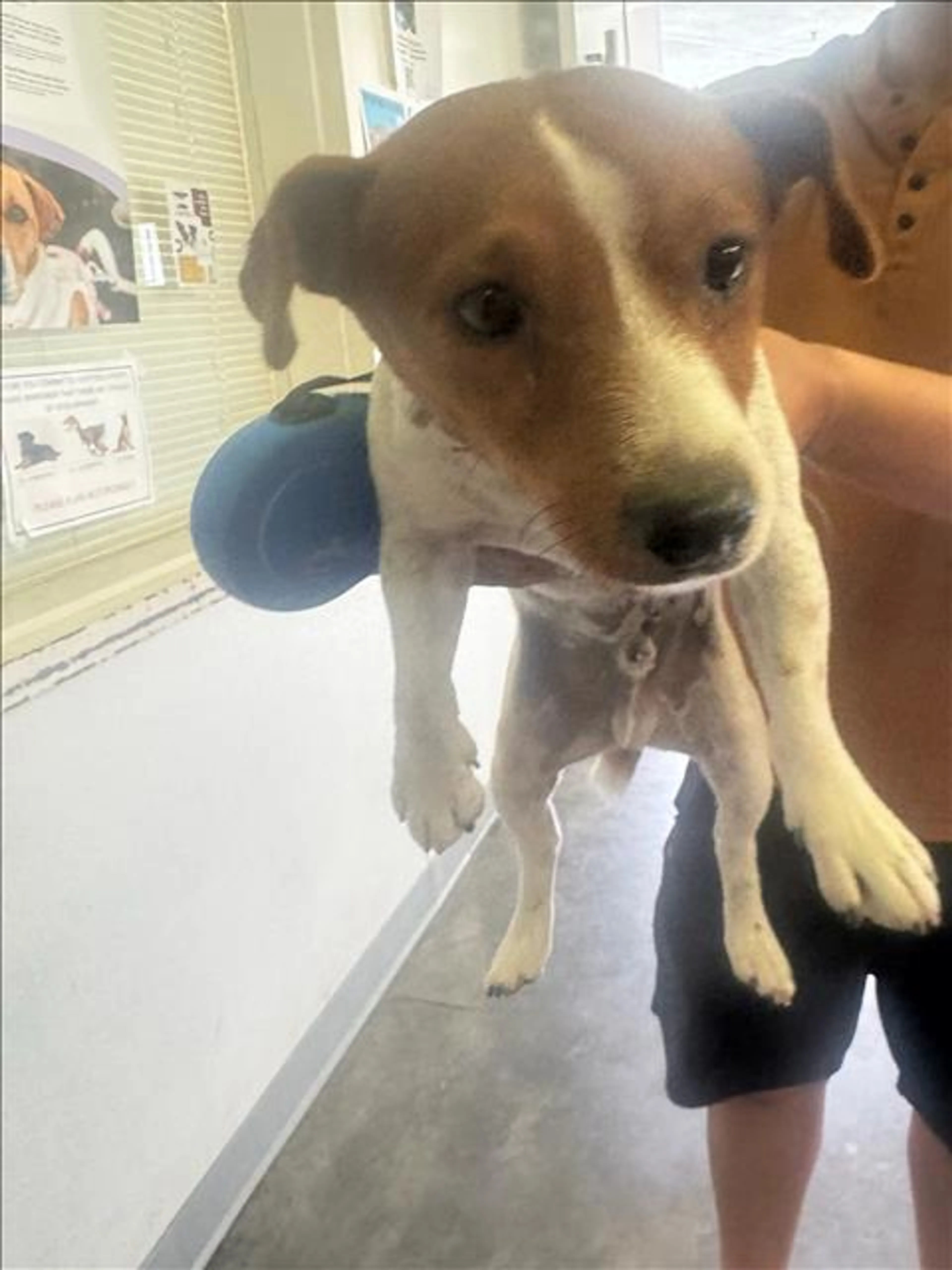 Found pet