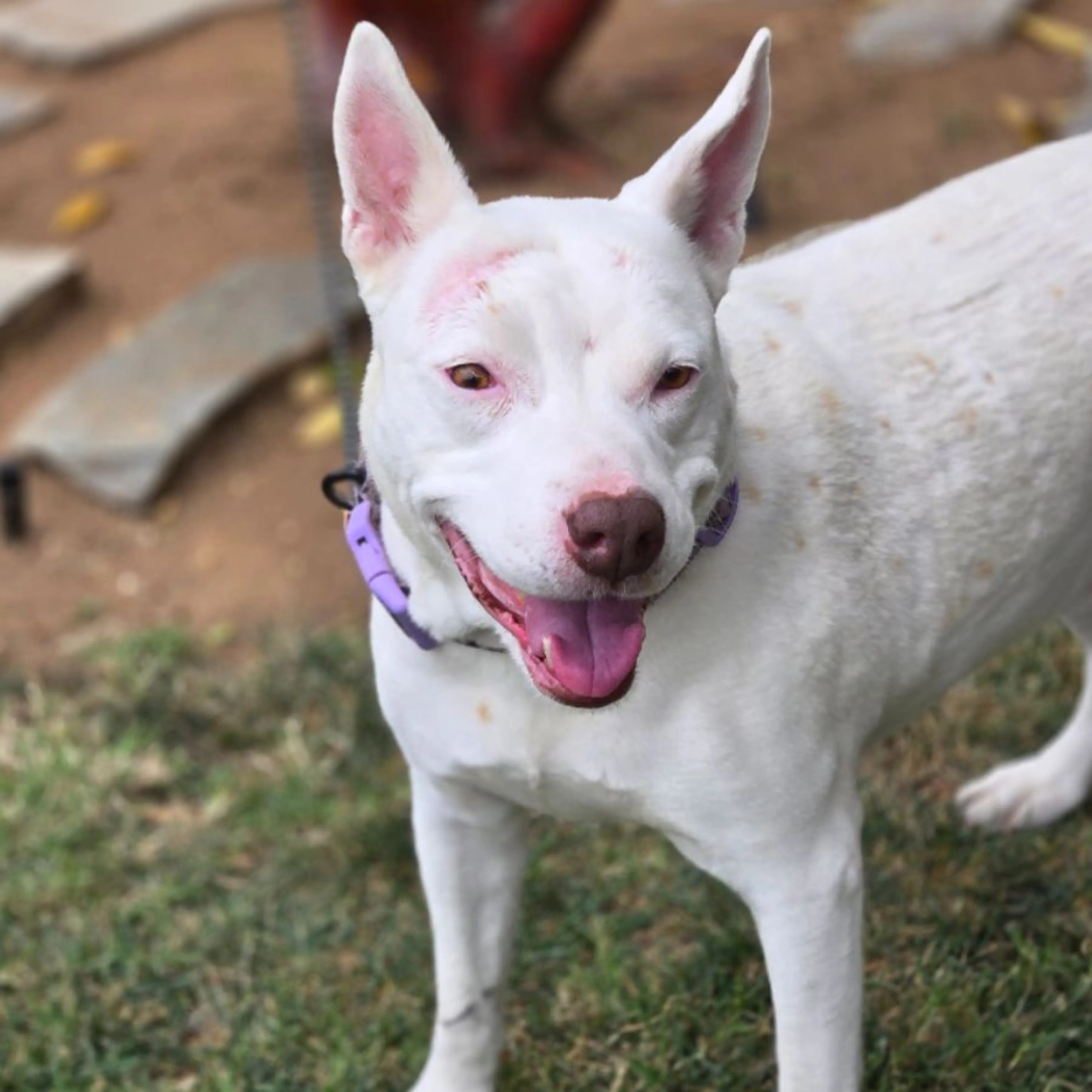 Found pet