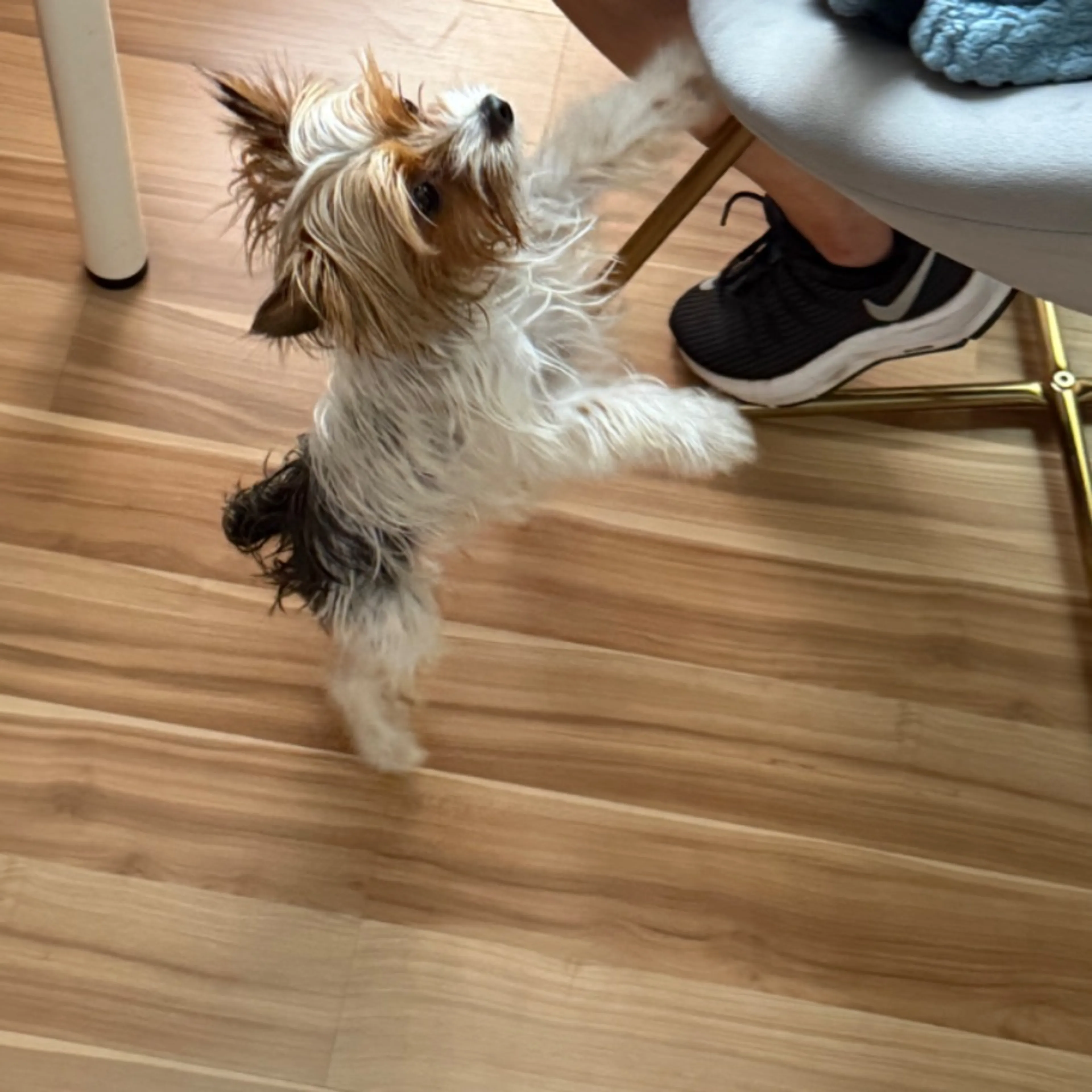 Found pet