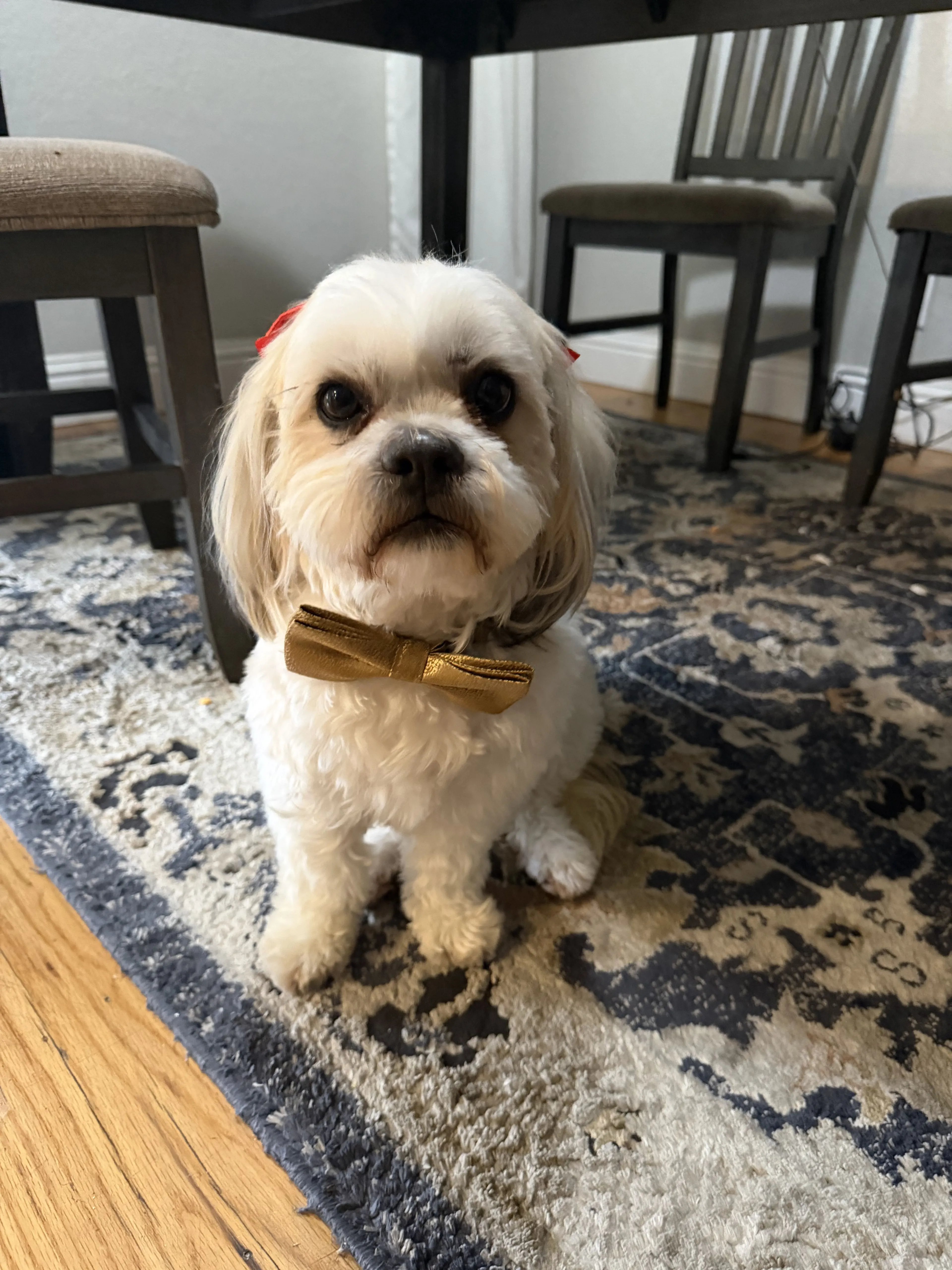 Lost pet
