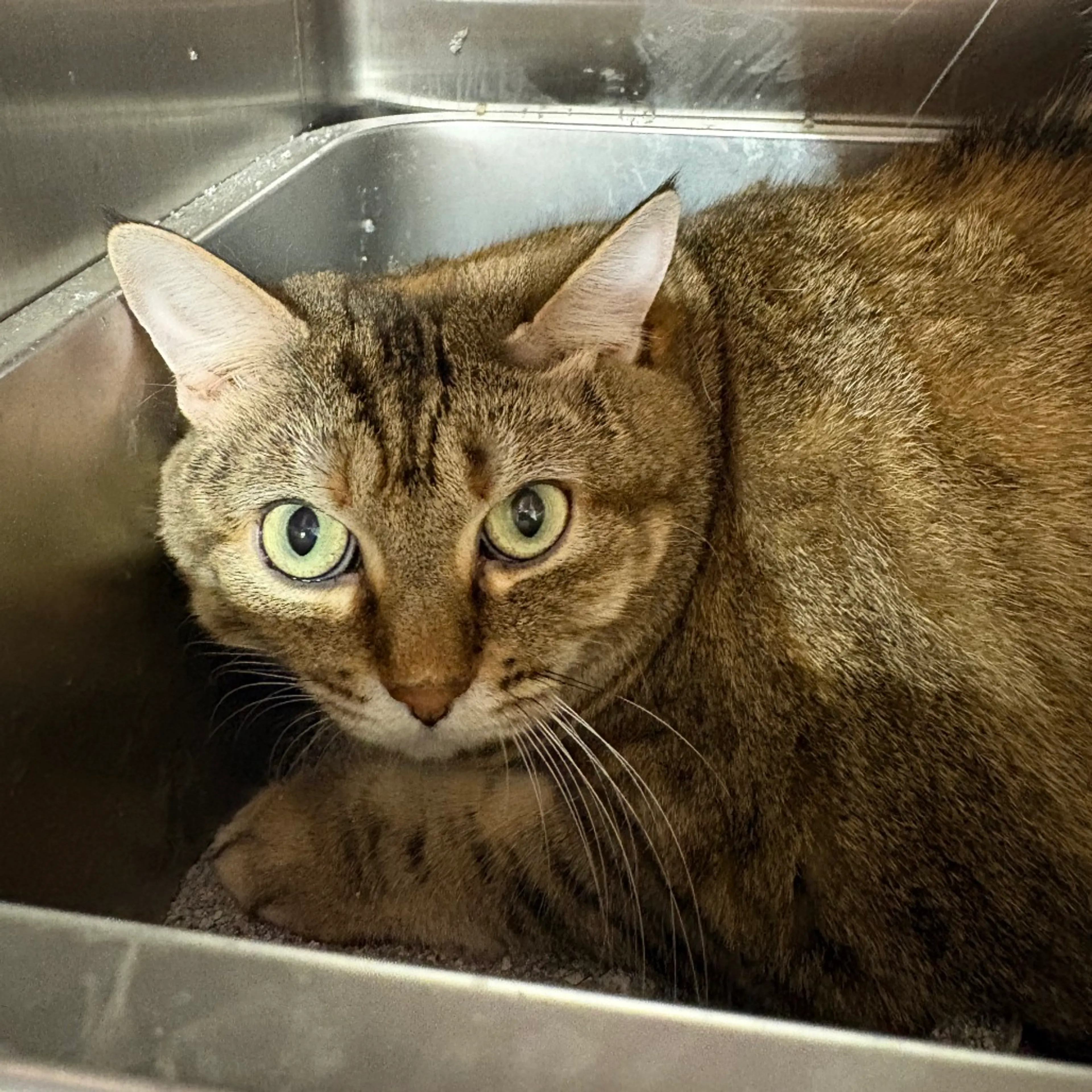 Found pet