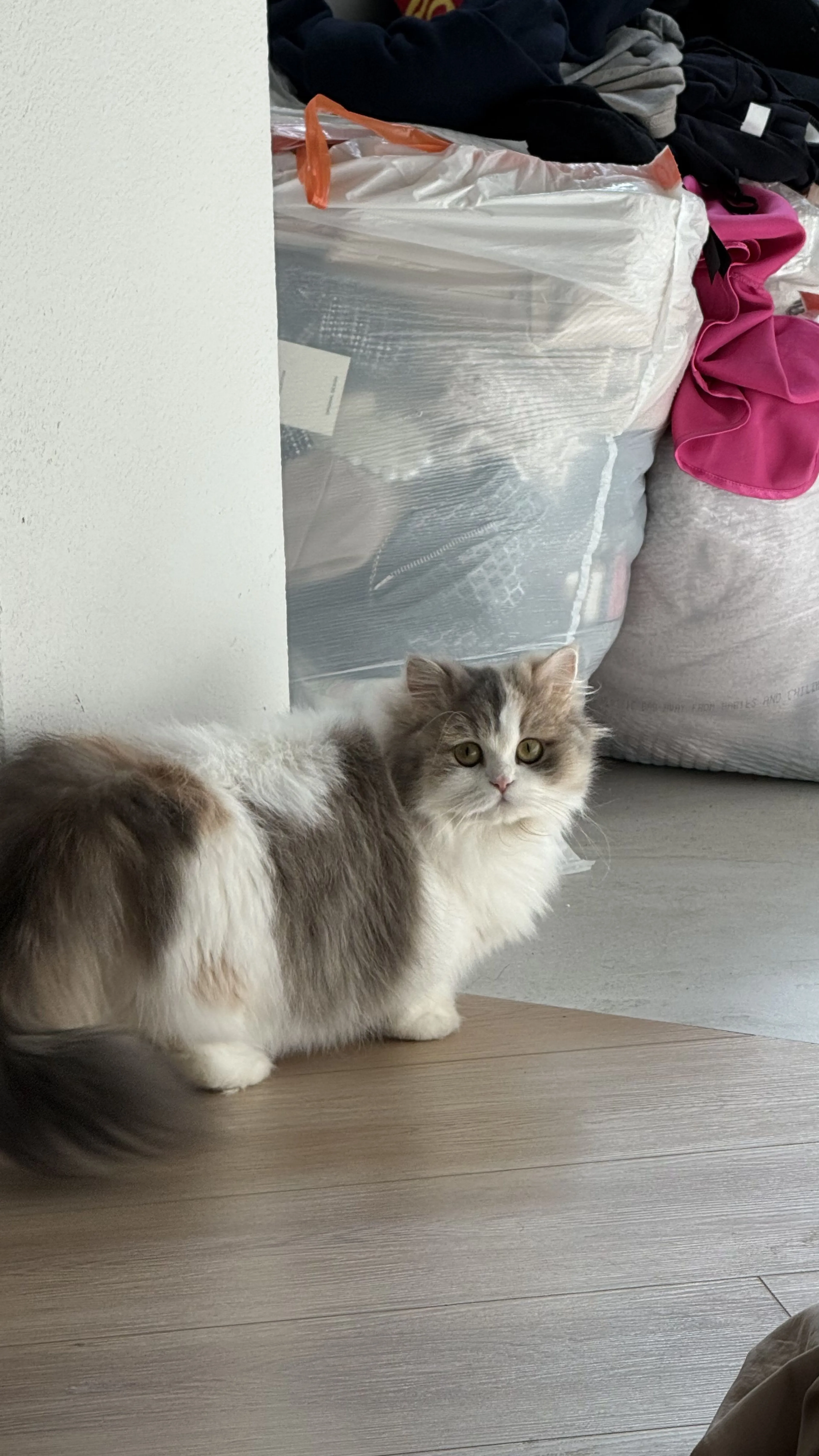 Lost pet-2