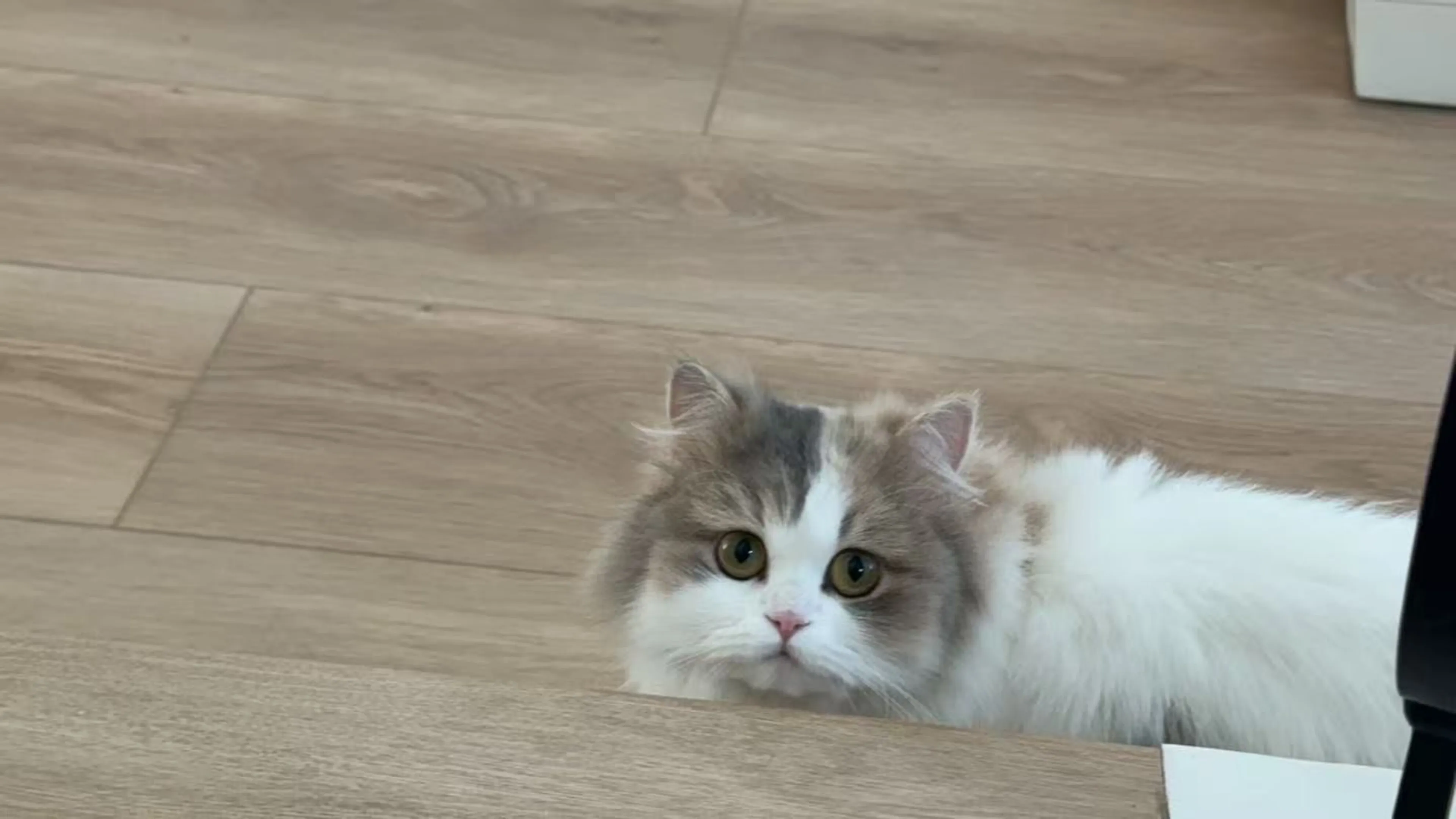 Lost pet-1
