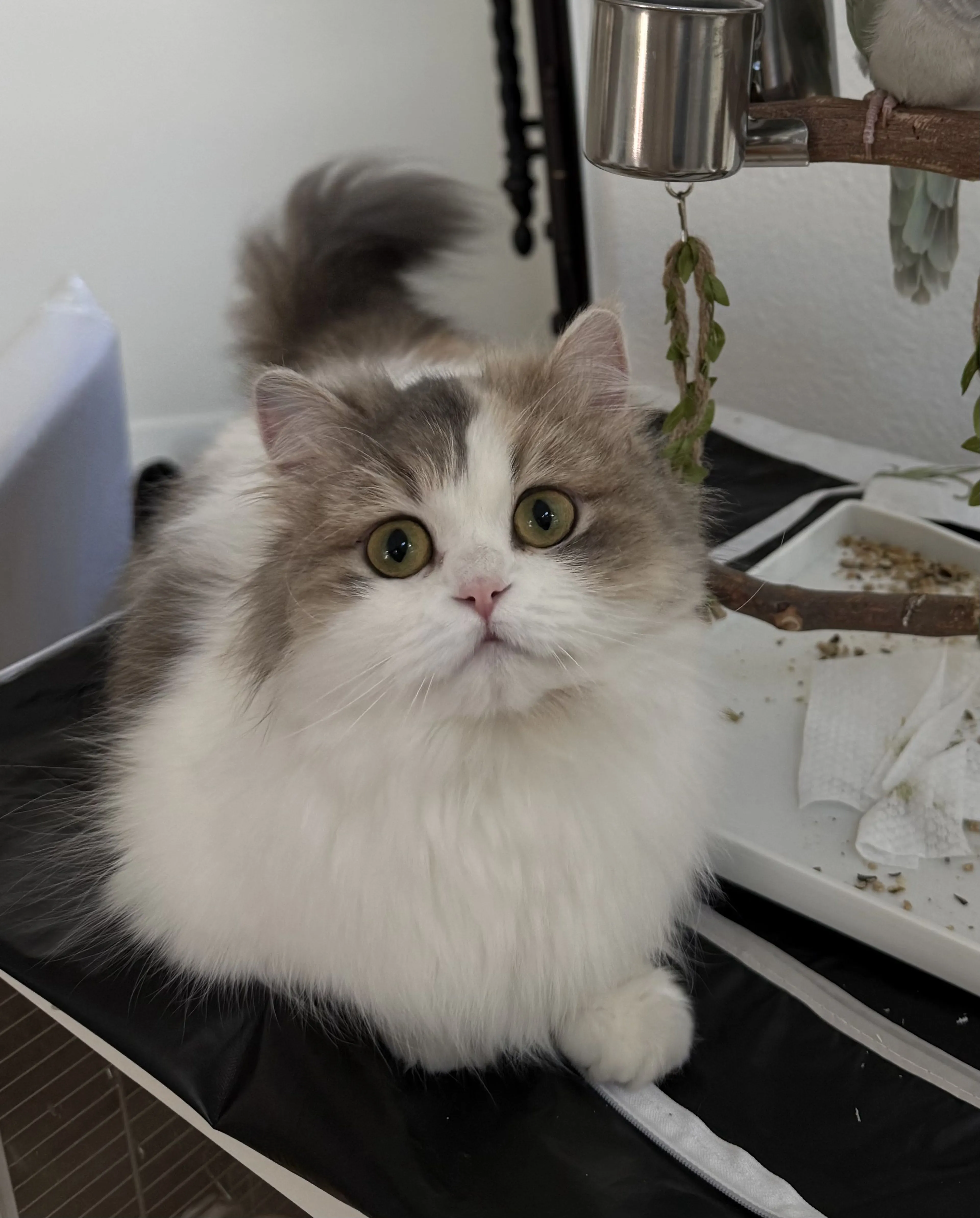 Lost pet-0