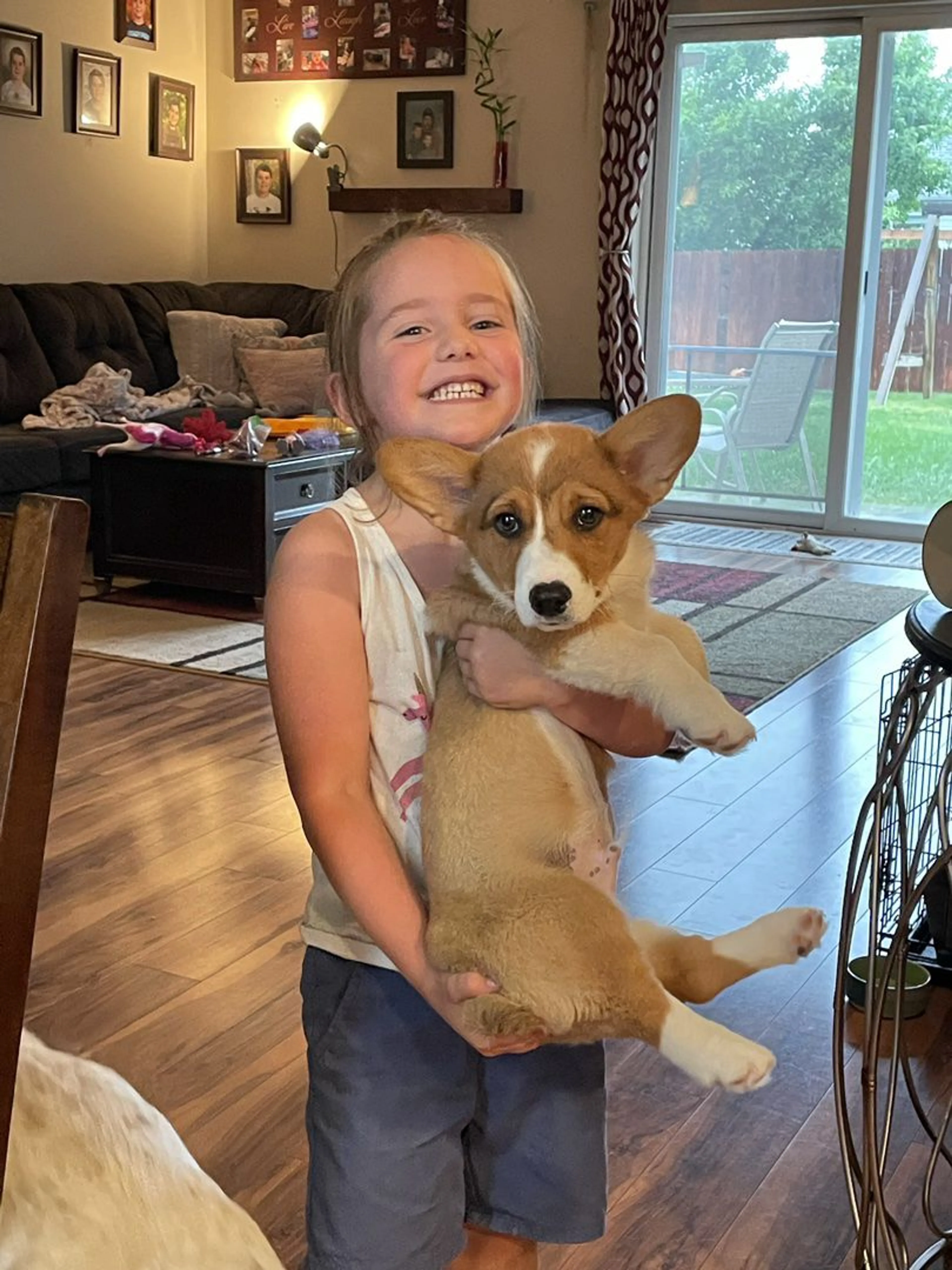 Lost pet-2