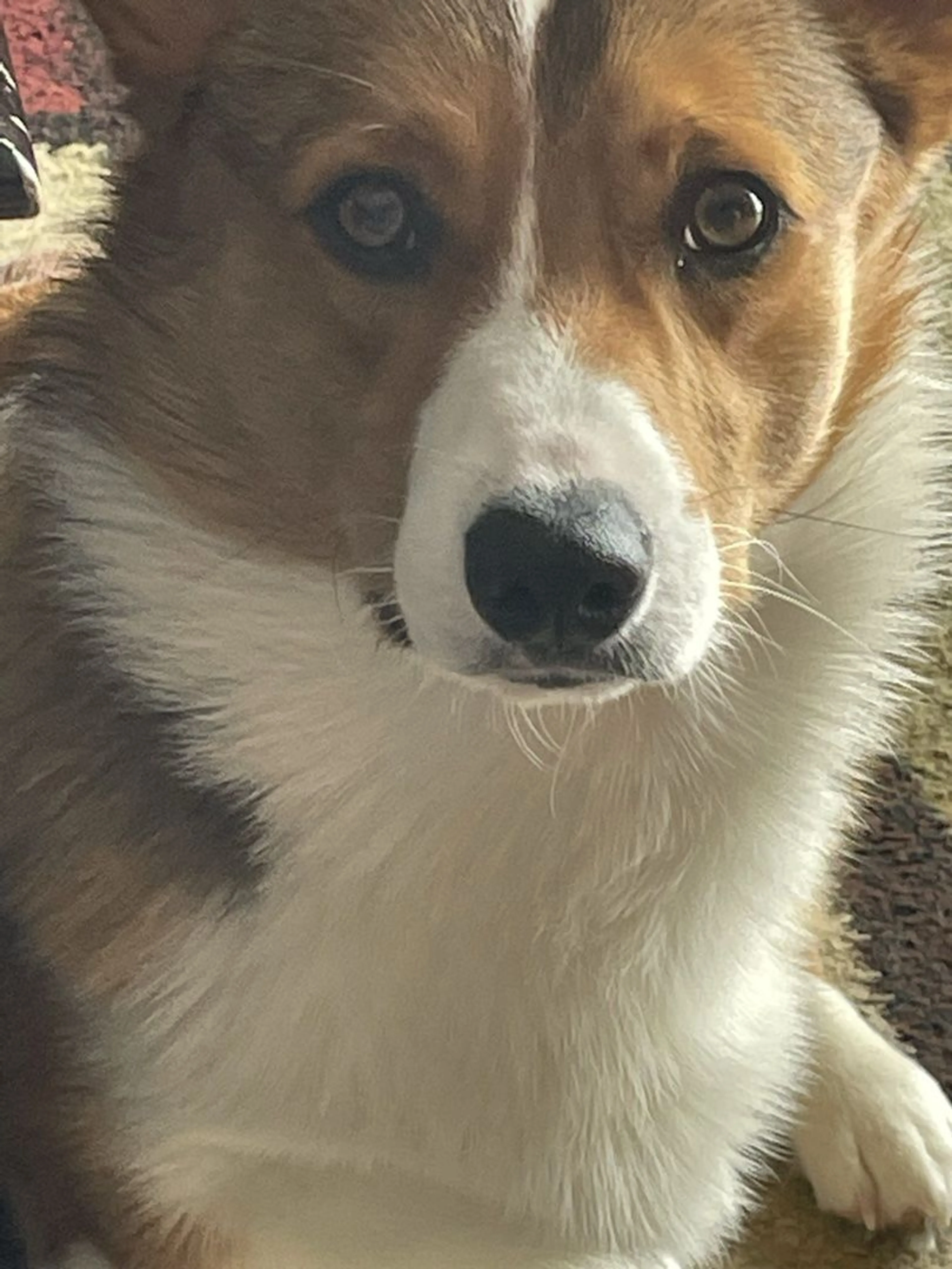 Lost pet-3