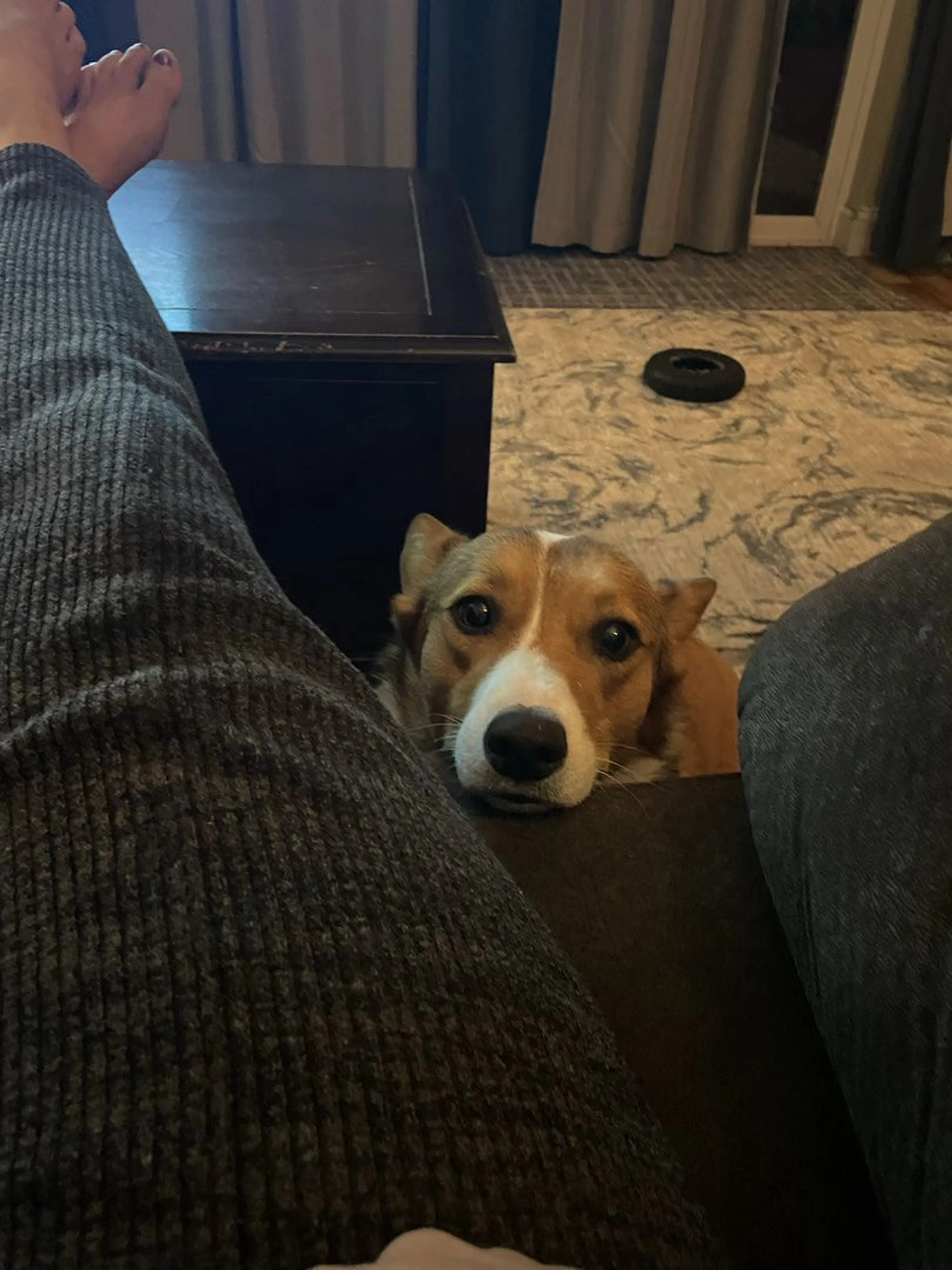 Lost pet-0