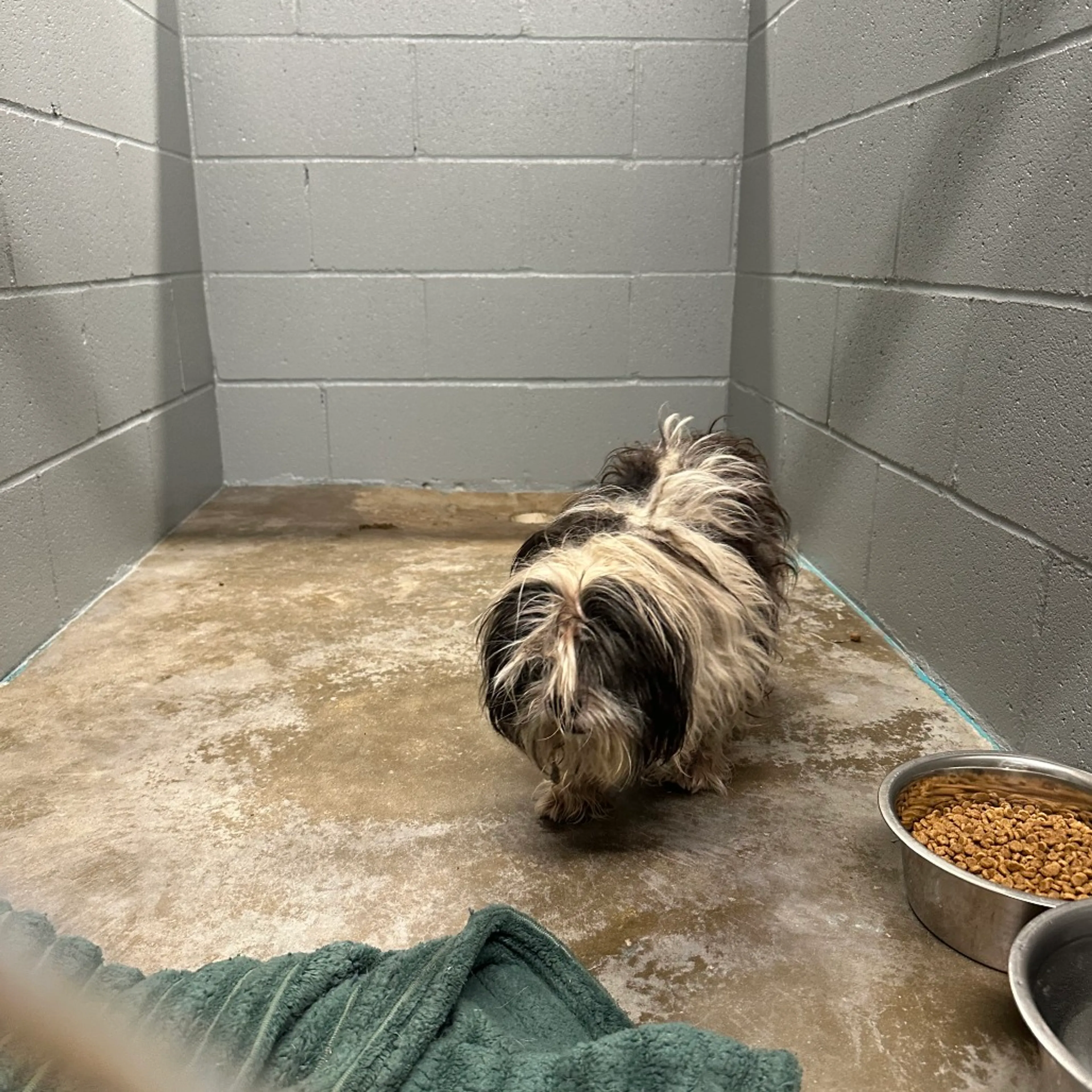 Found pet-0