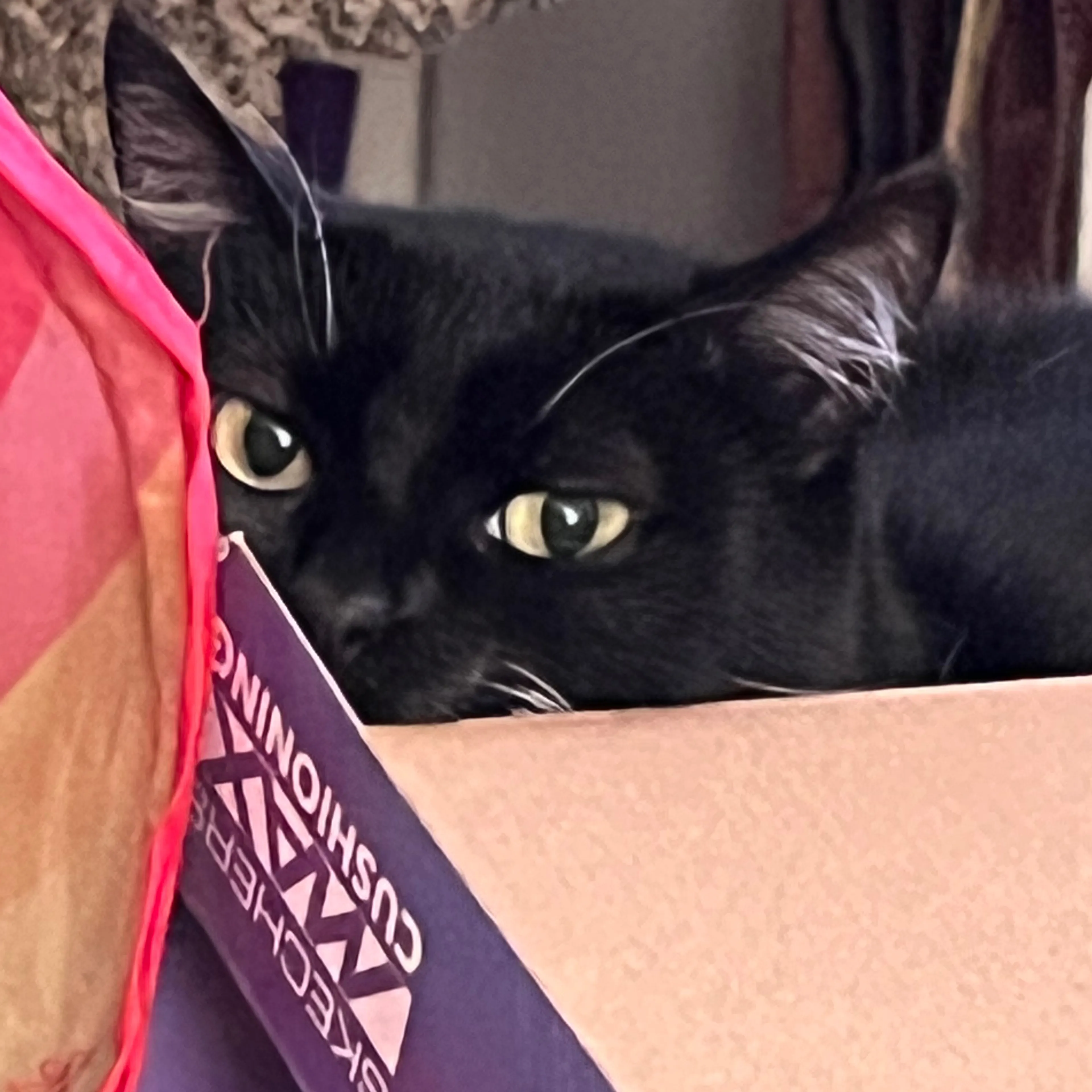 Lost pet-2