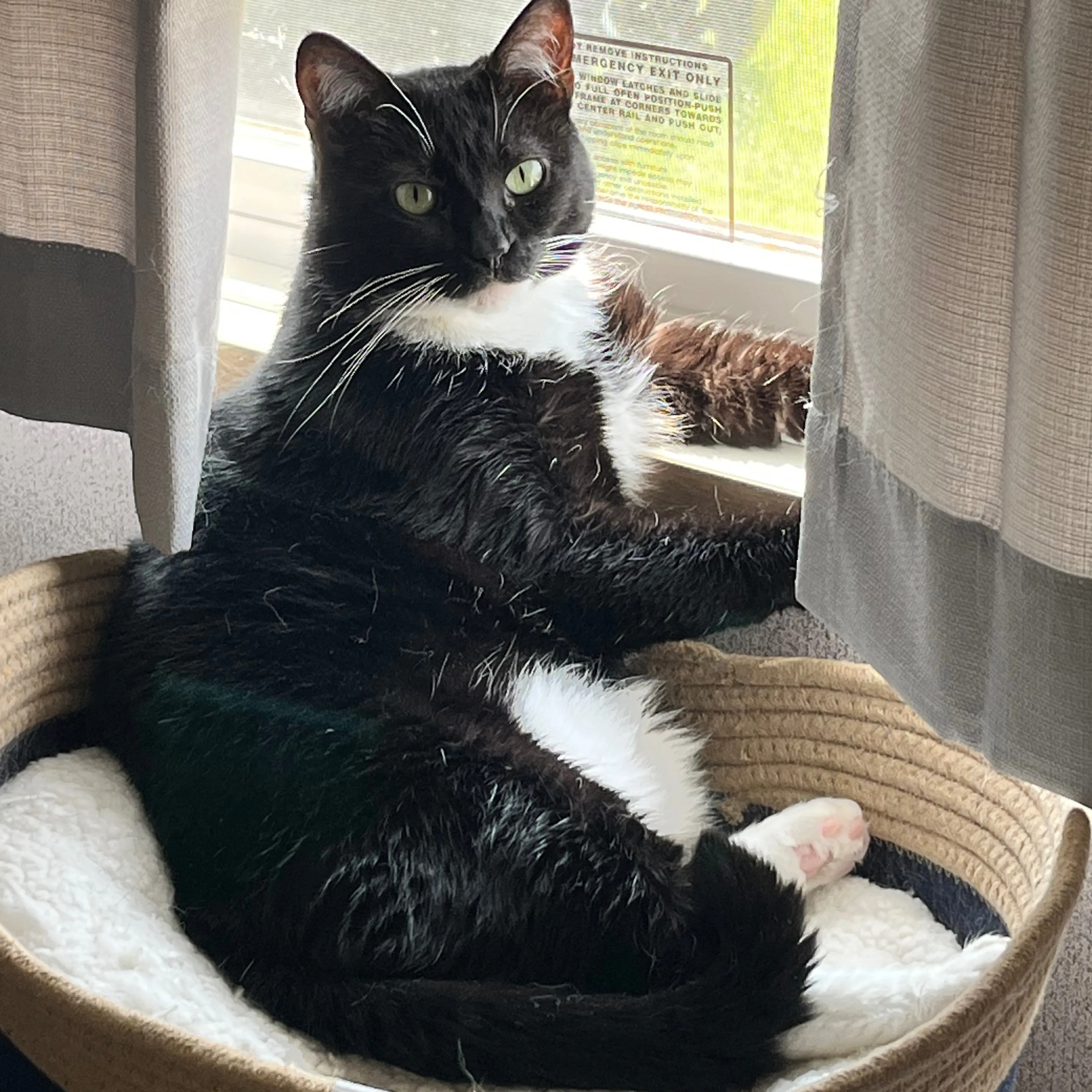 Lost pet-1