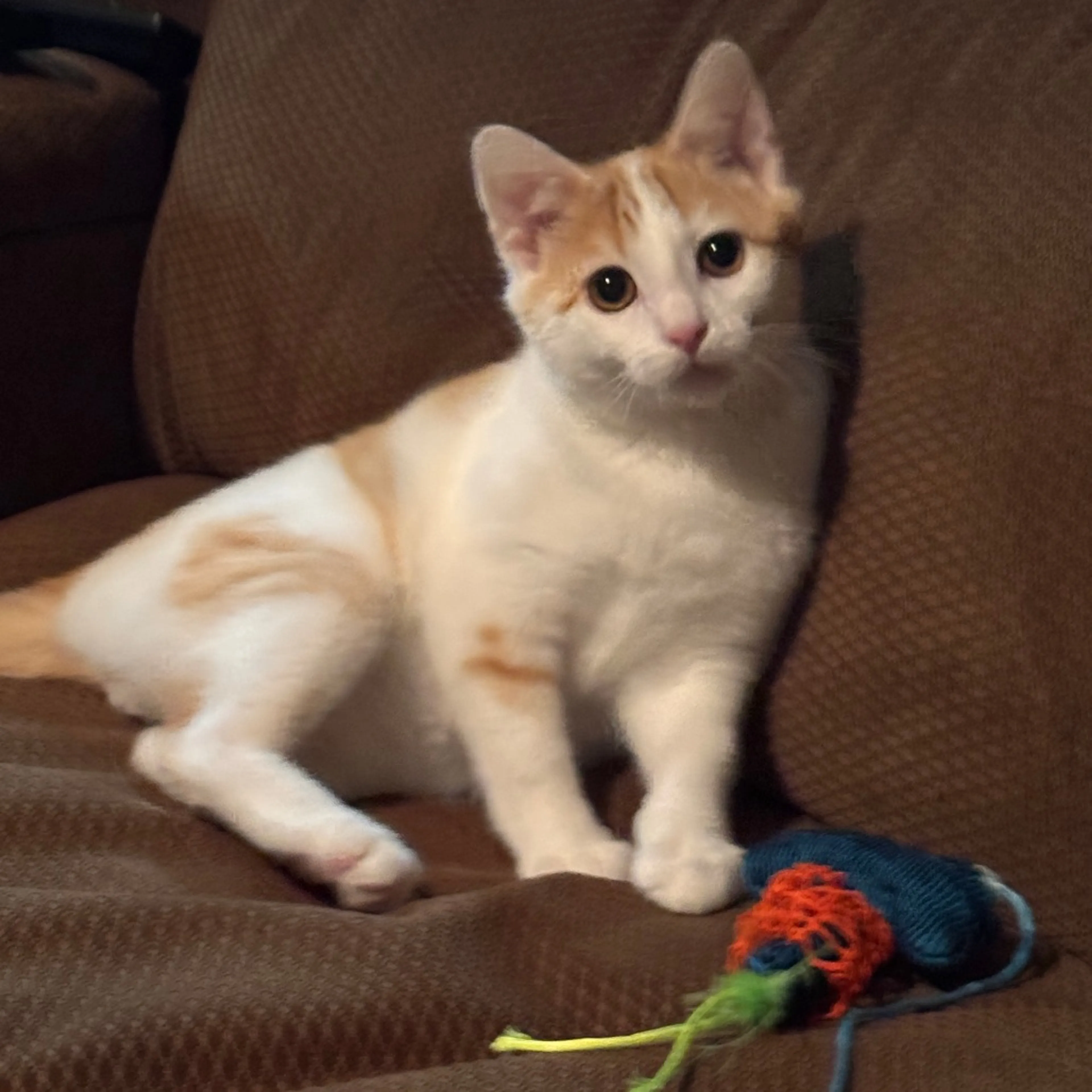 Found pet